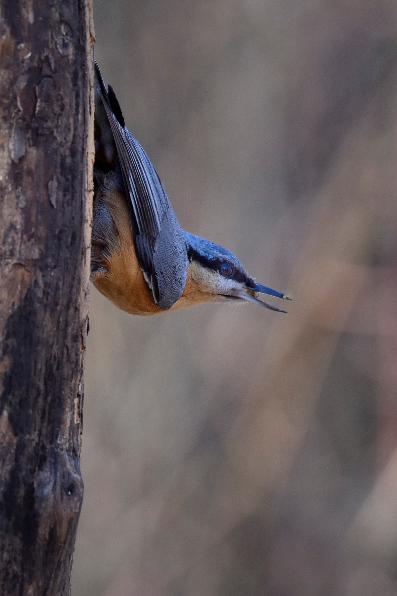 My second nuthatch. ,,