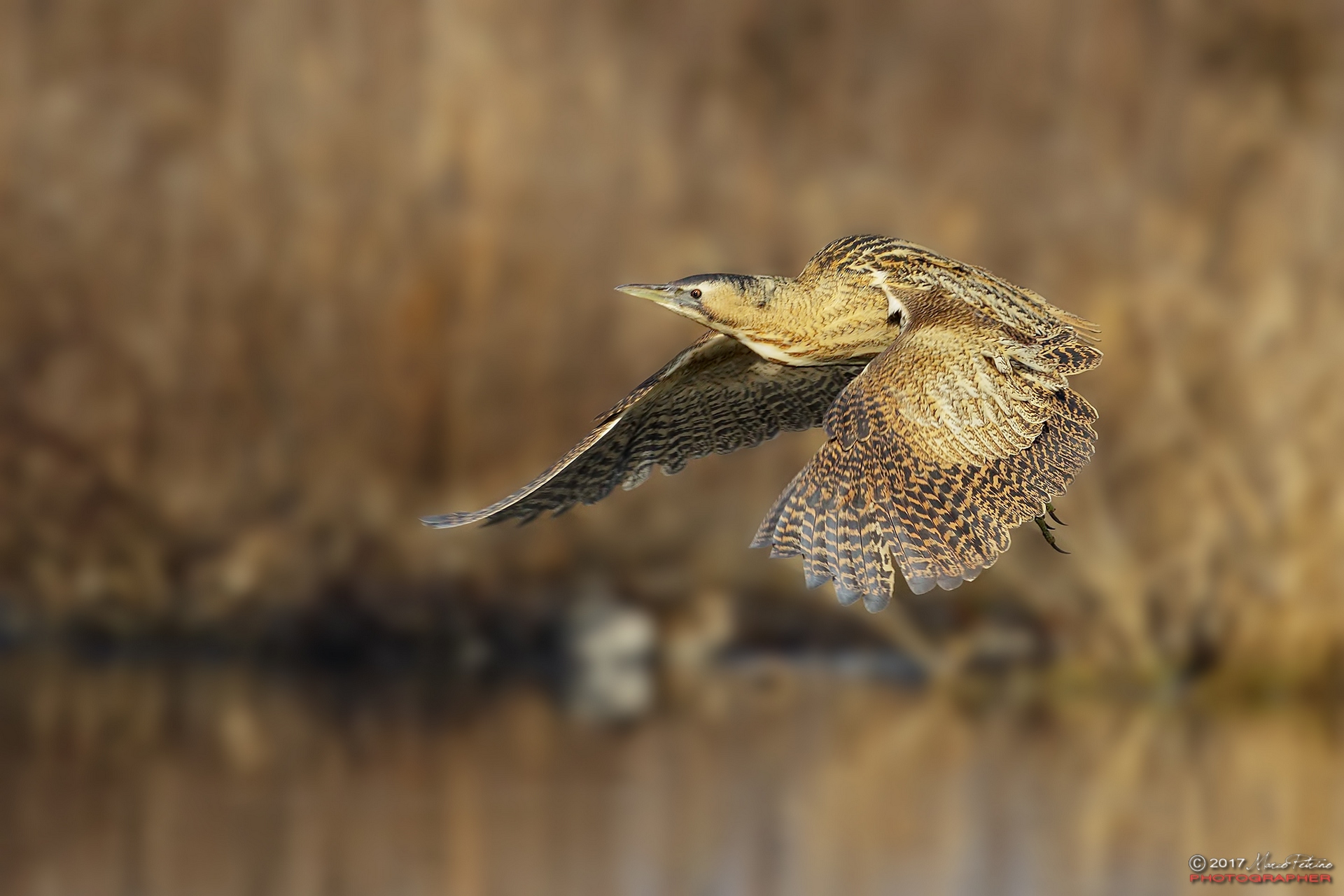 Tarabuso (Botaurus stellaris)