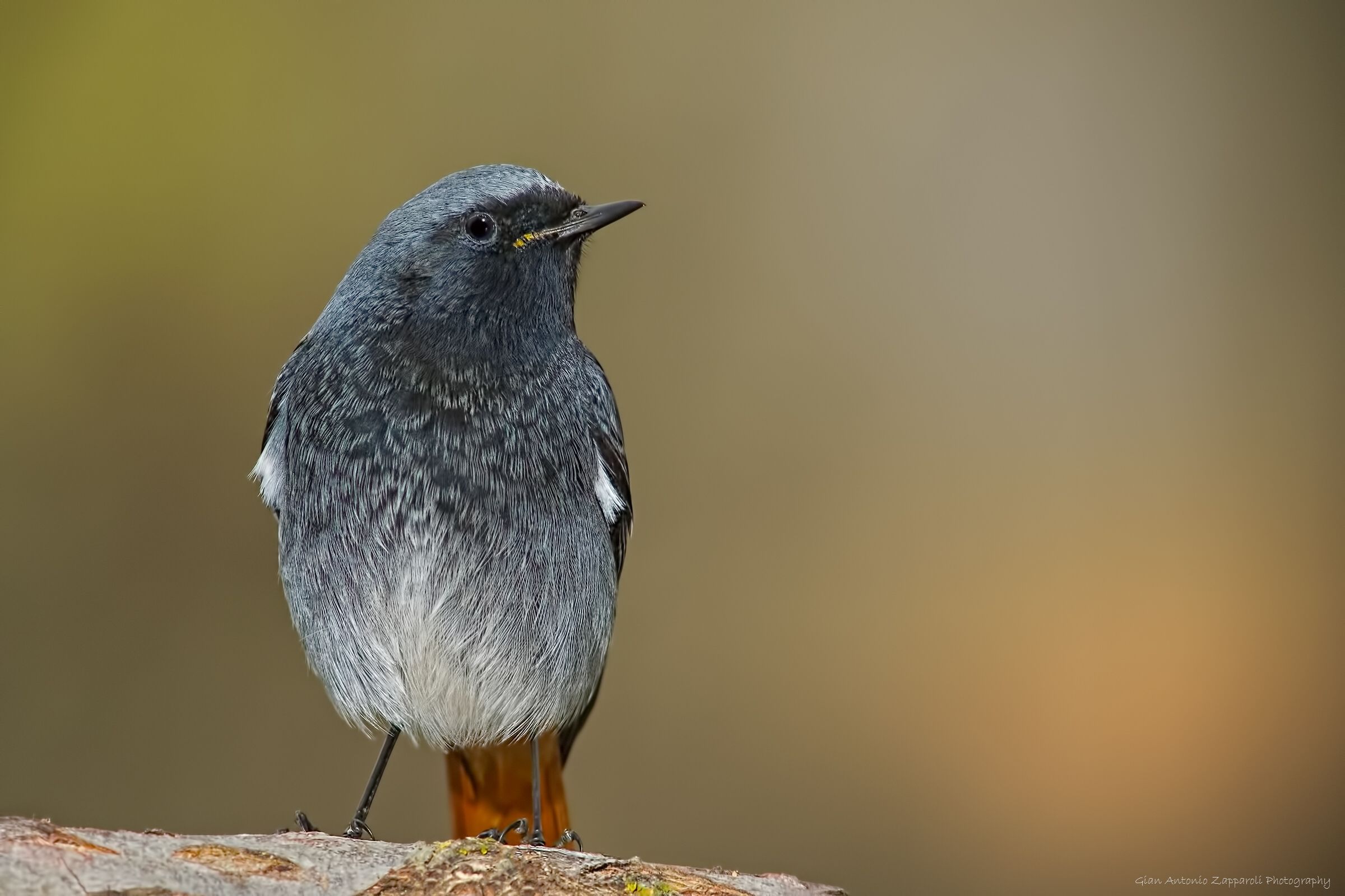 Codirosso spazzacamino (Phoenicurus ochruros)