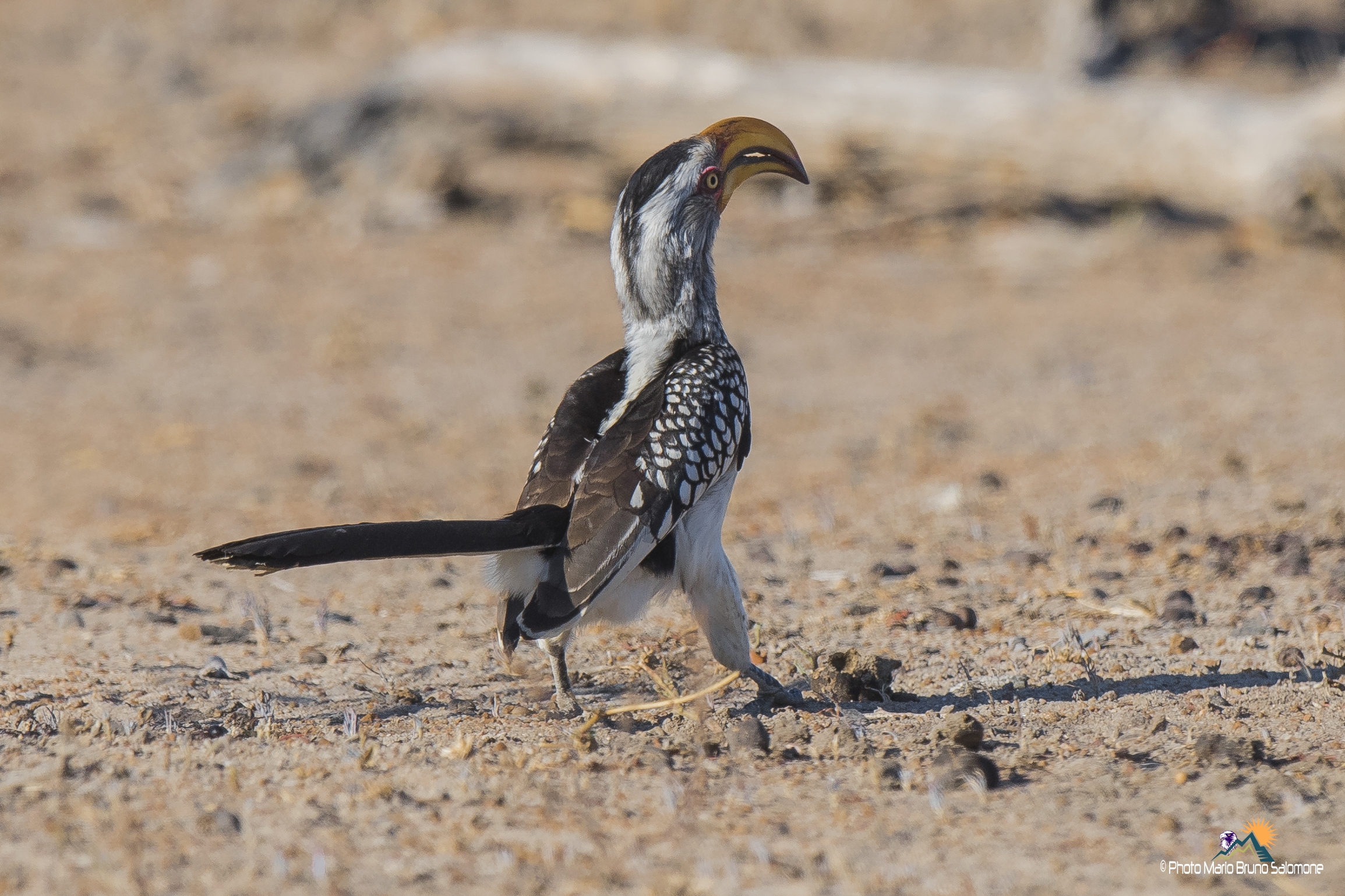 The saltellar the Hornbill.