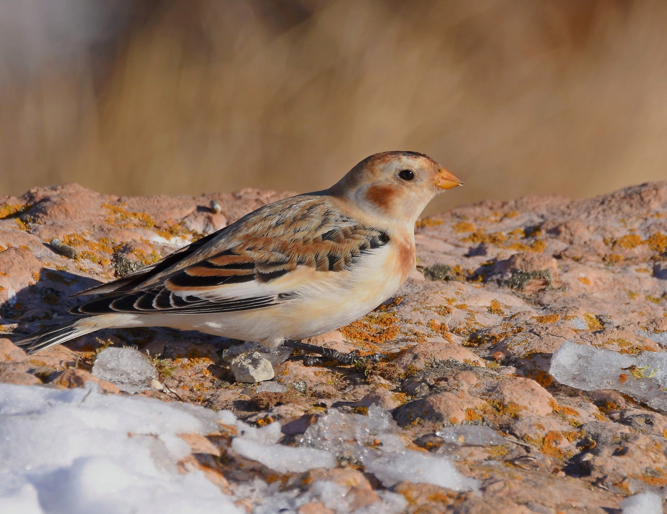 Snow Bunting (M)
