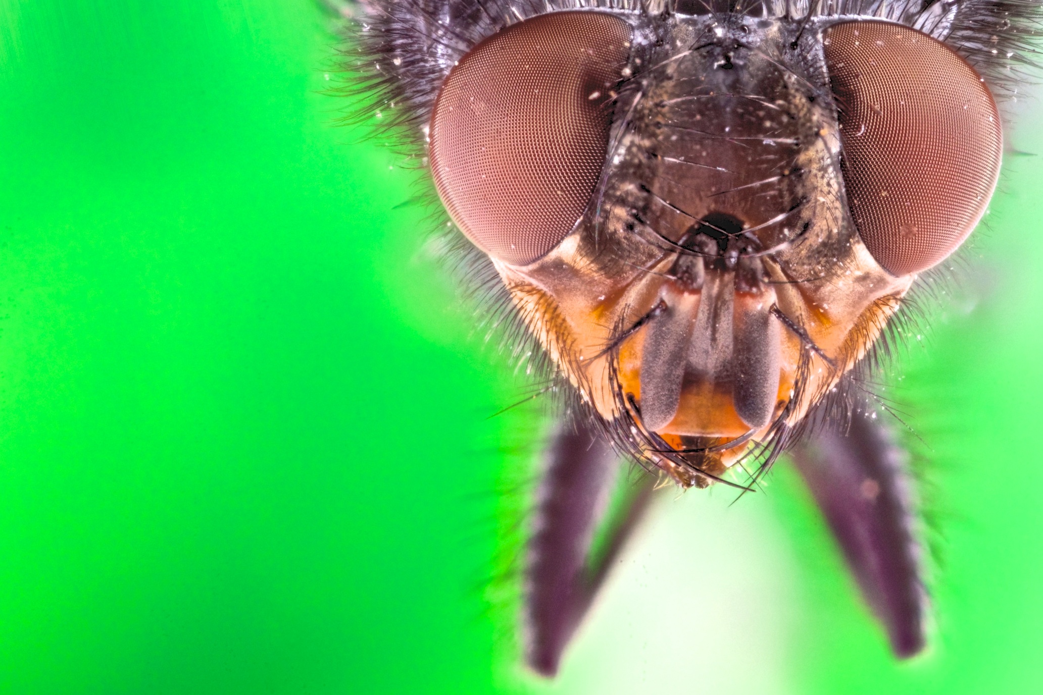 mosca - prove focus  stacking