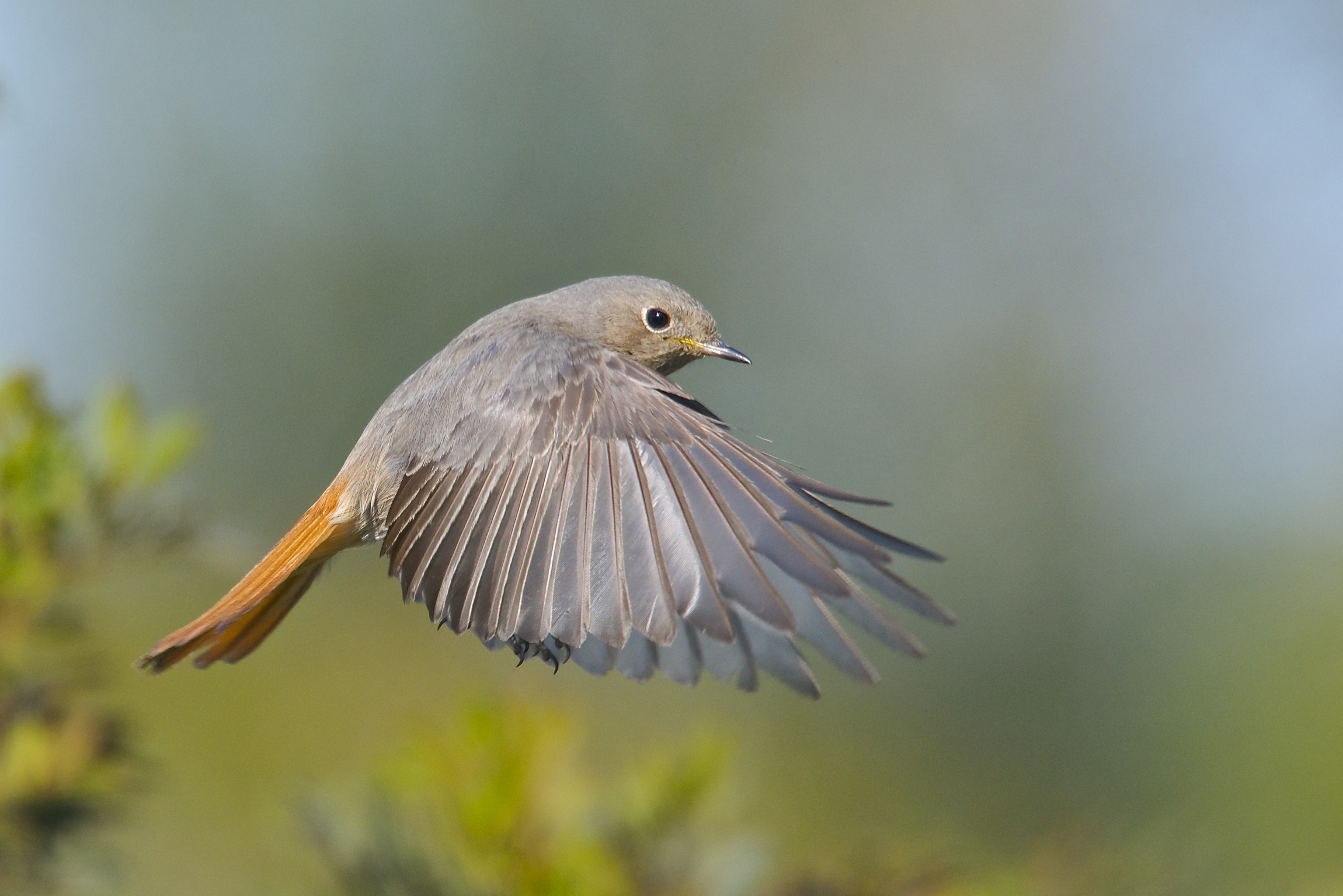 Codirosso spazzacamino femmina