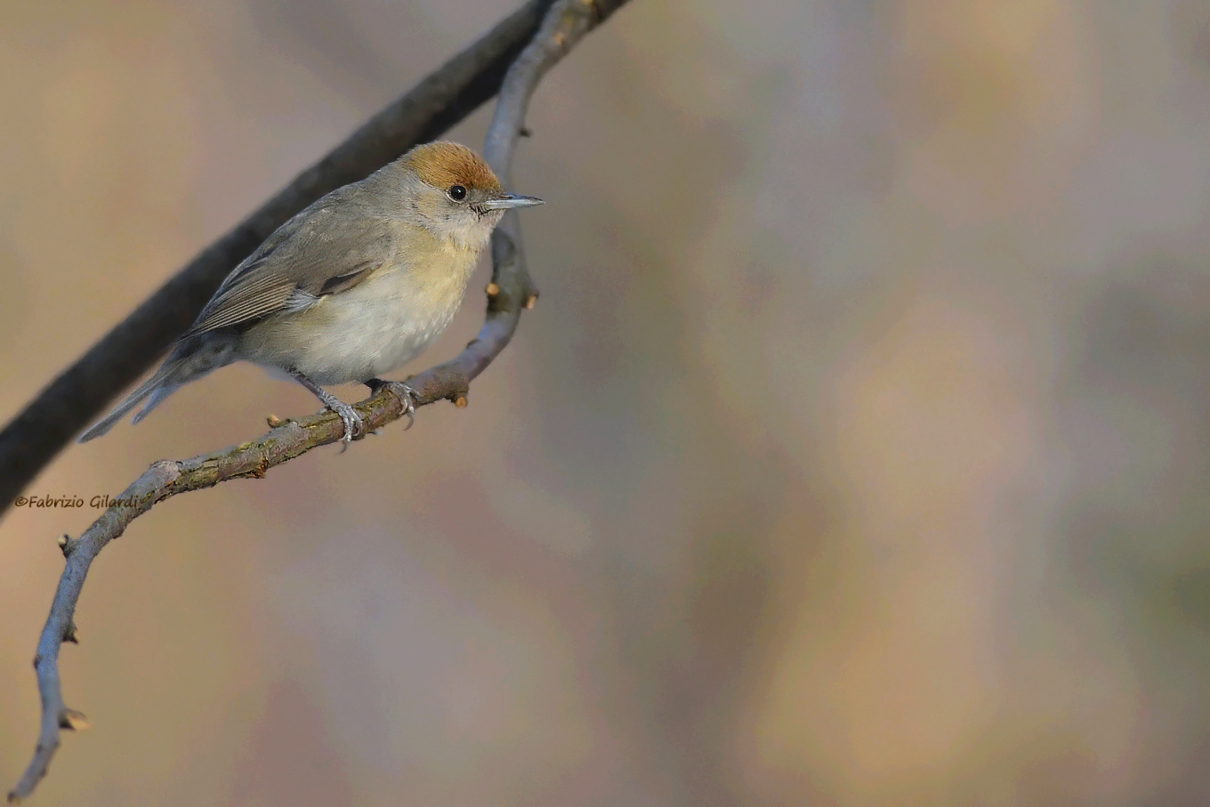 Blackcap f. (Sylvia atricapilla)