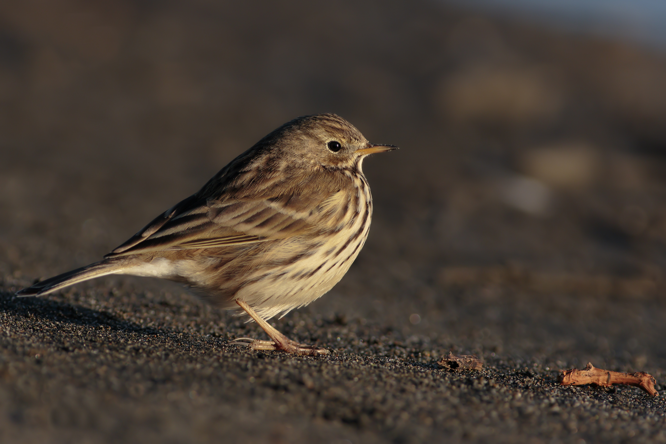 Pipit