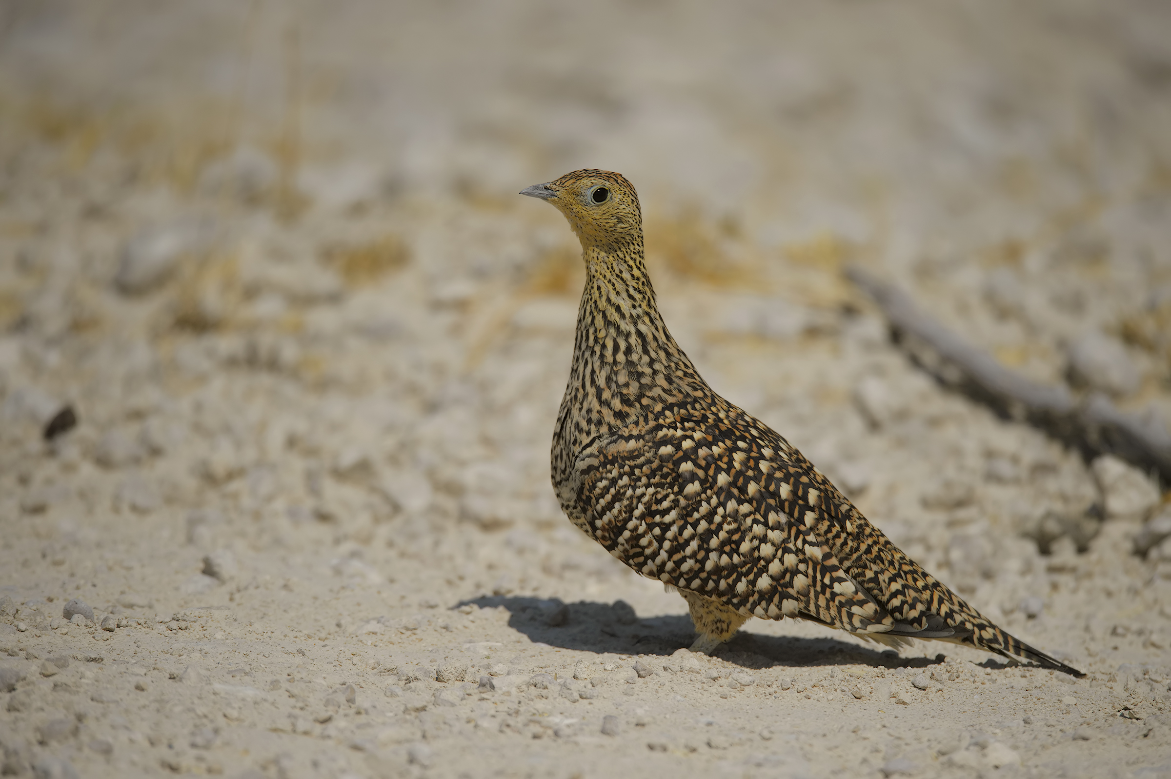 difficult ubiquitous