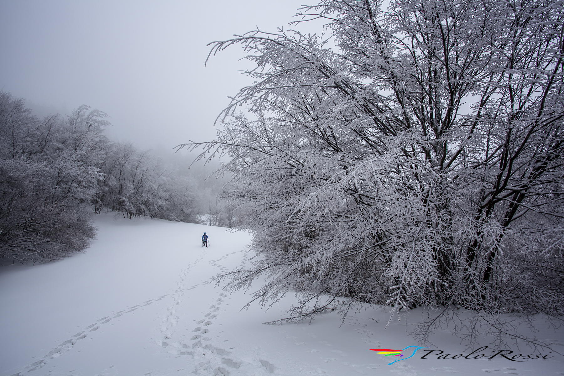 The enchanted forest ...