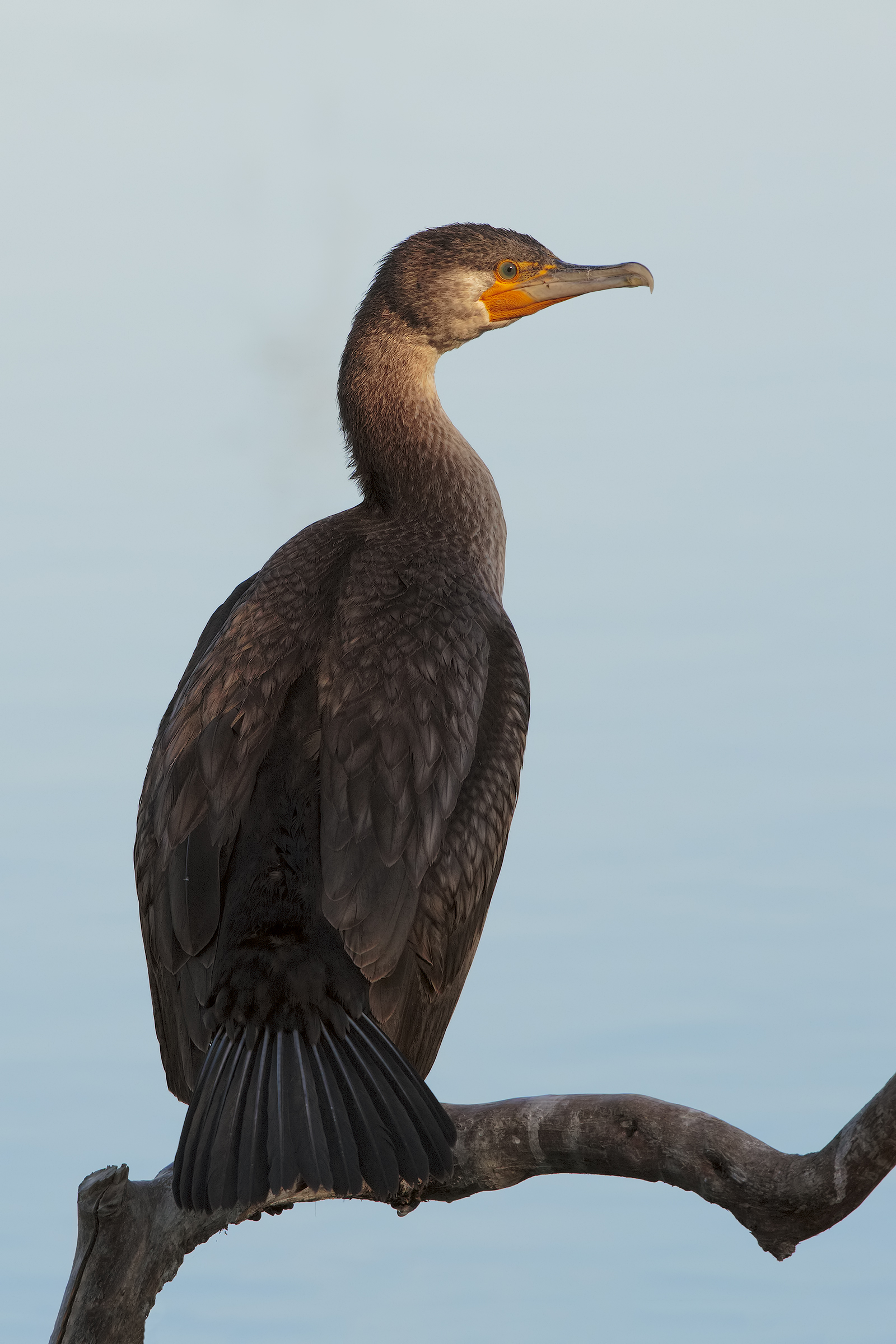 Cormorano