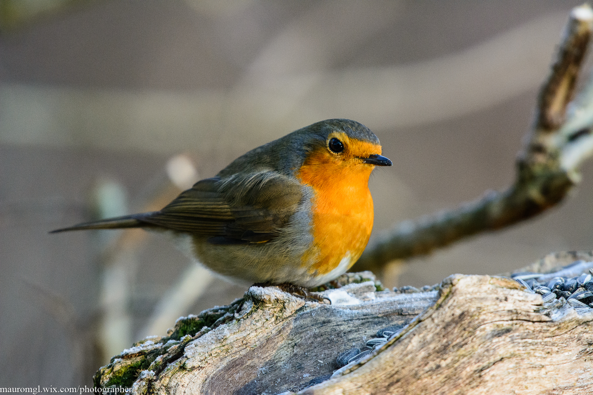 Robin waiting ...