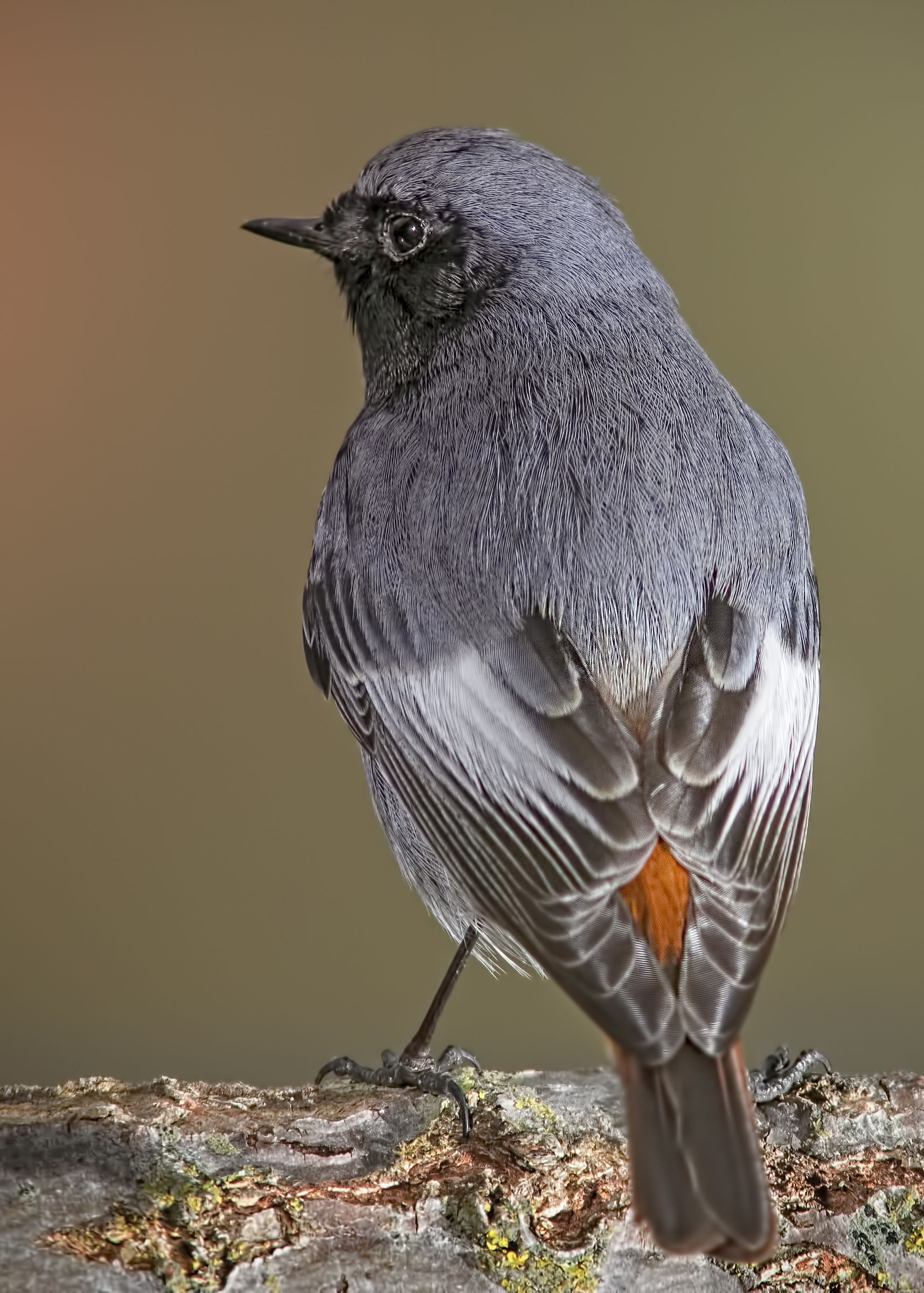 Black redstart (Phoenicurus ochruros)