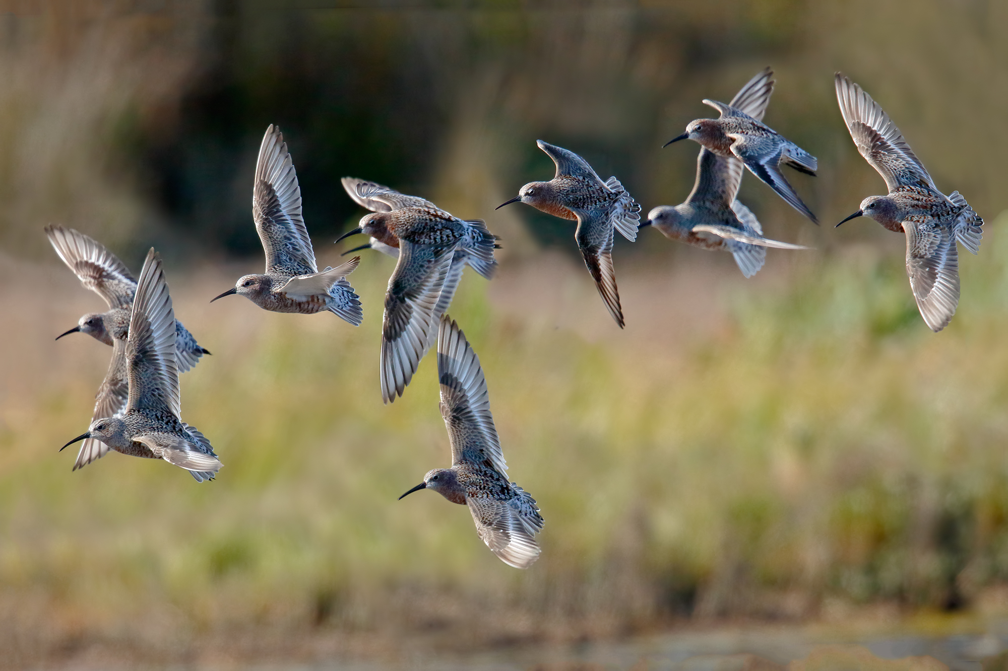 Piovanelli comuni - controluce