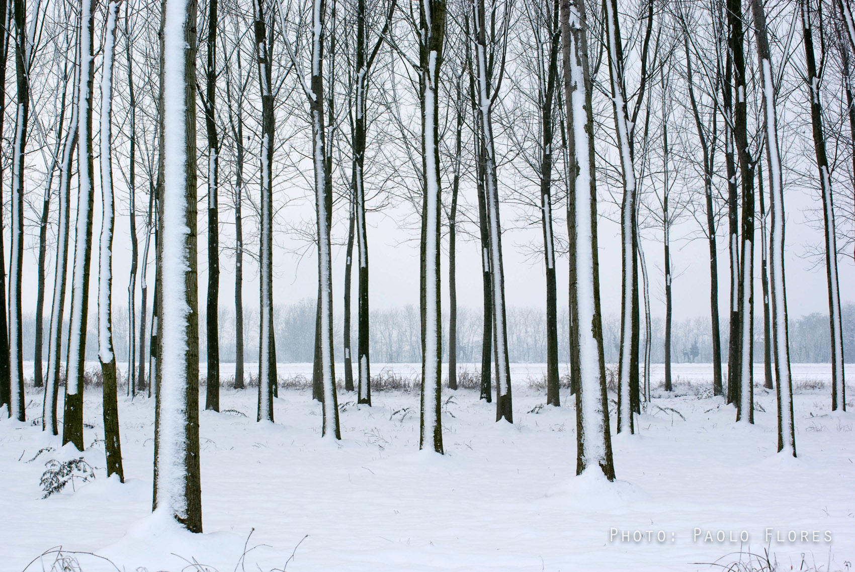 Pioppeto Invernale