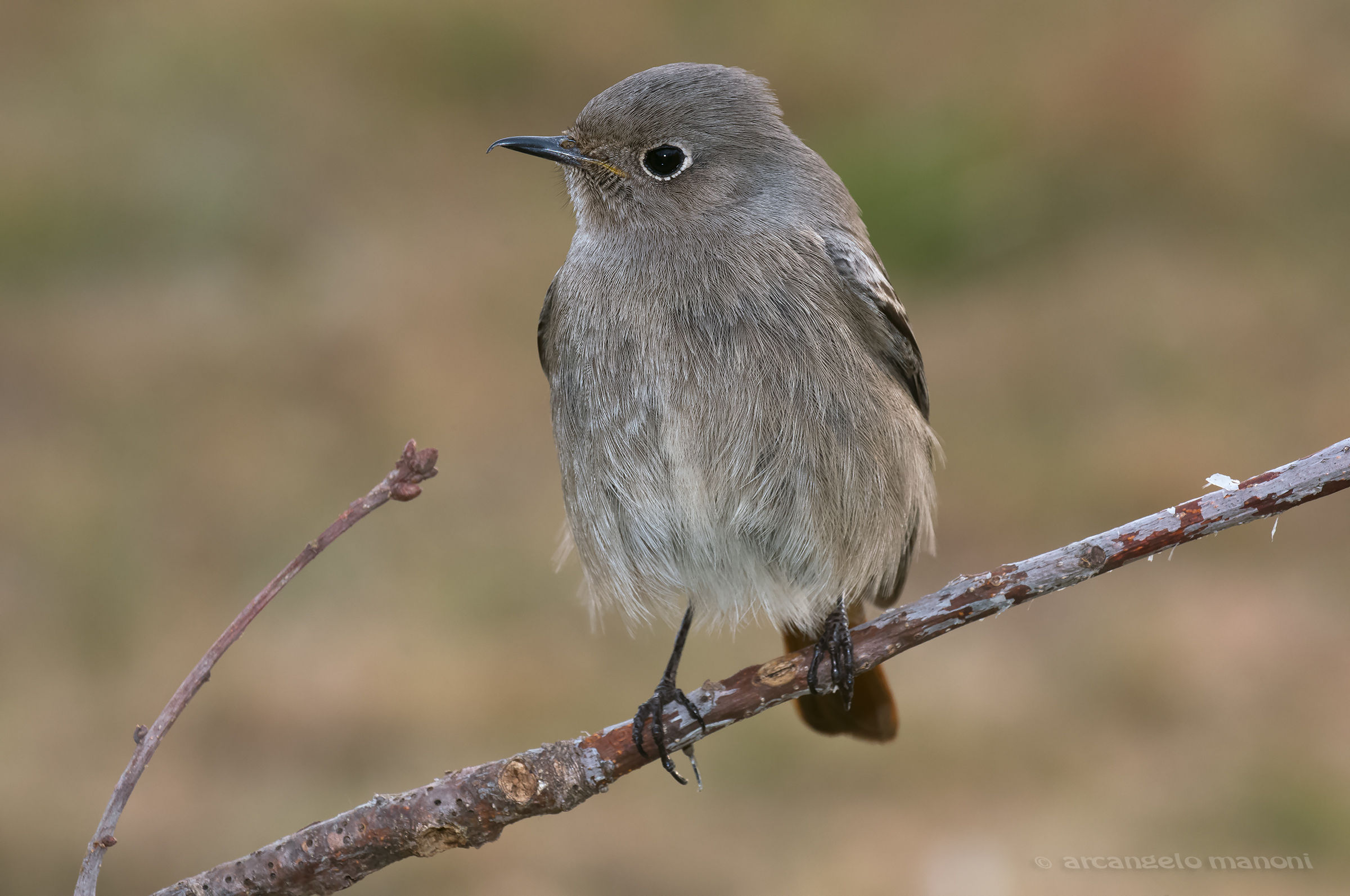 Phoenicurus_ochruros