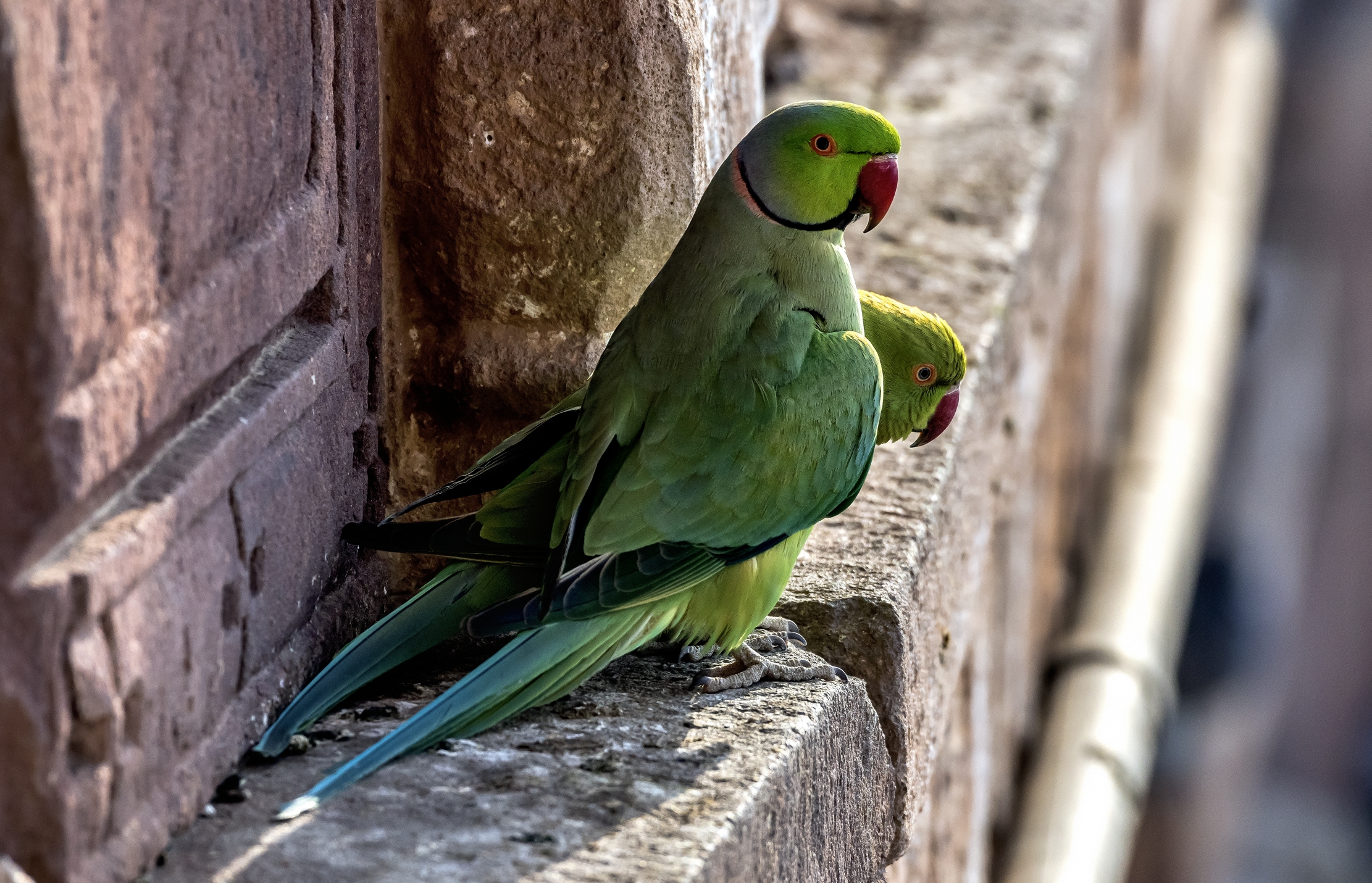 Rajasthan 2017 - Pappagallini