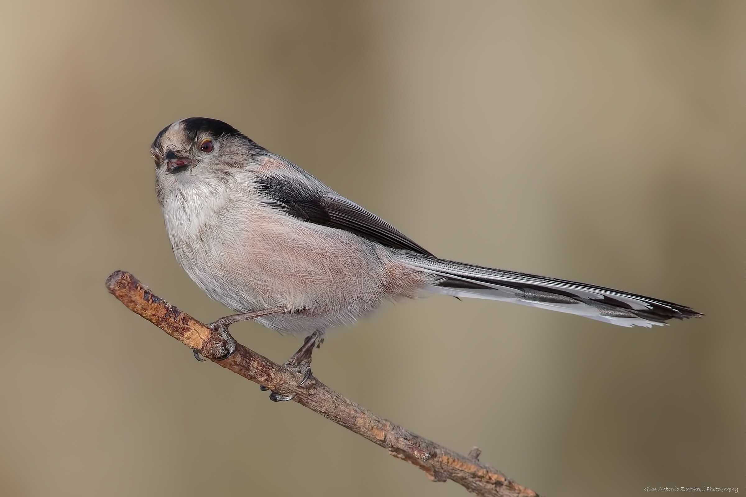 Long-tailed Tit (Aegithalos caudatus)
