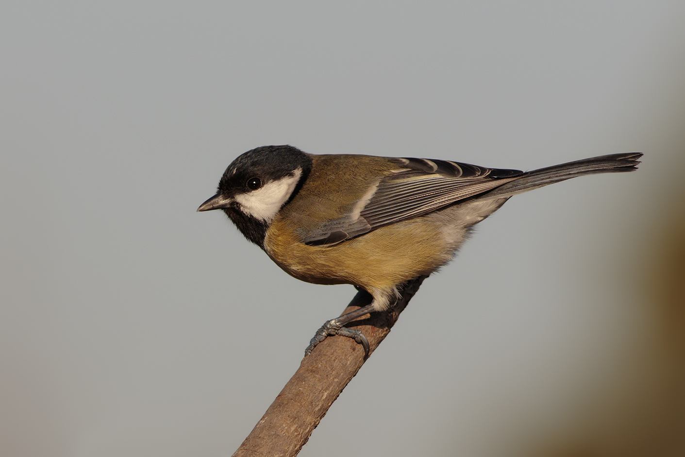Great Tit