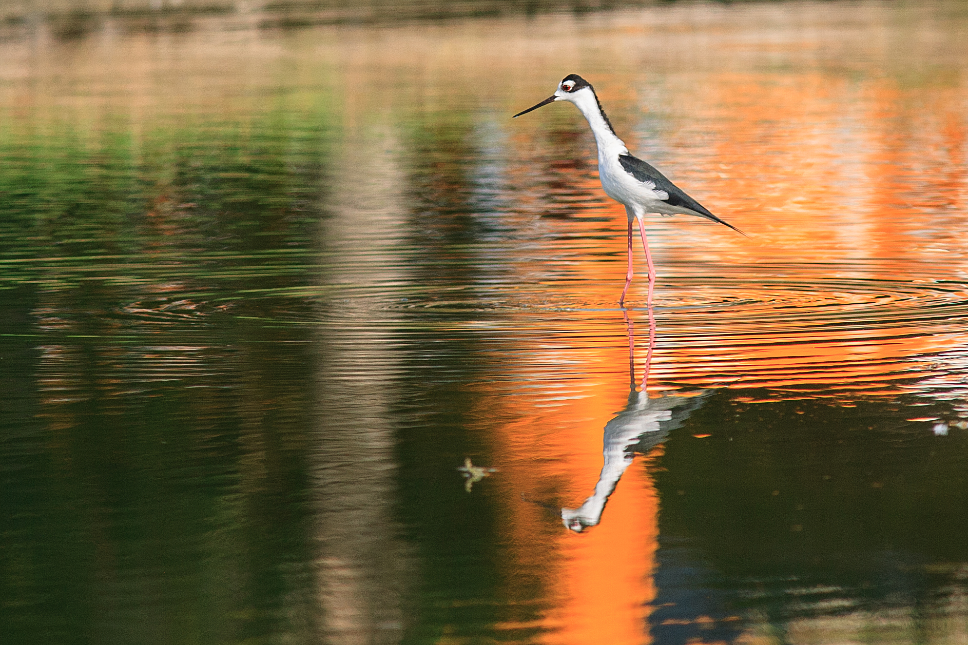 Aspettando il pesciolino