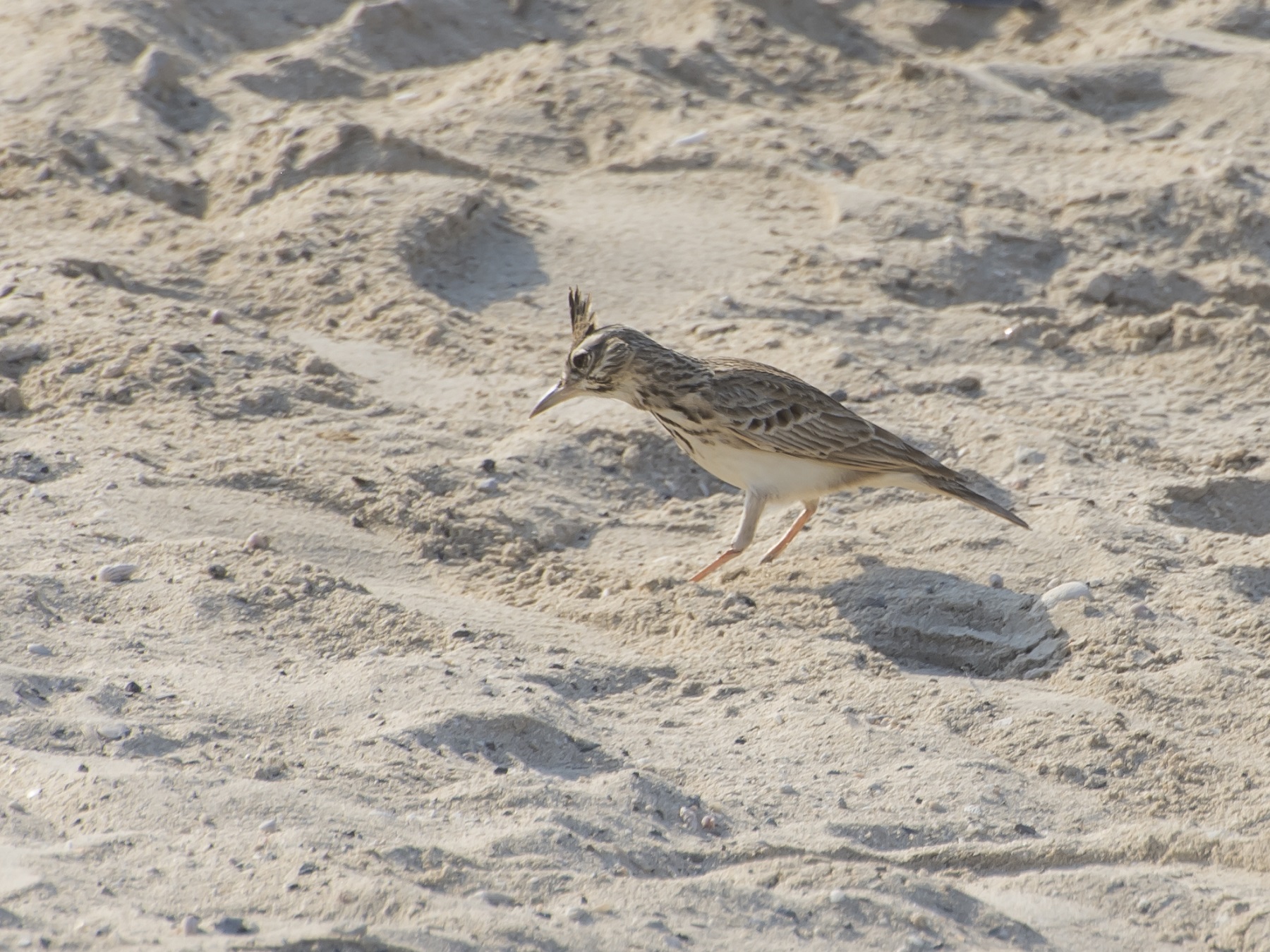 Maybe it's a Cappellaccia?