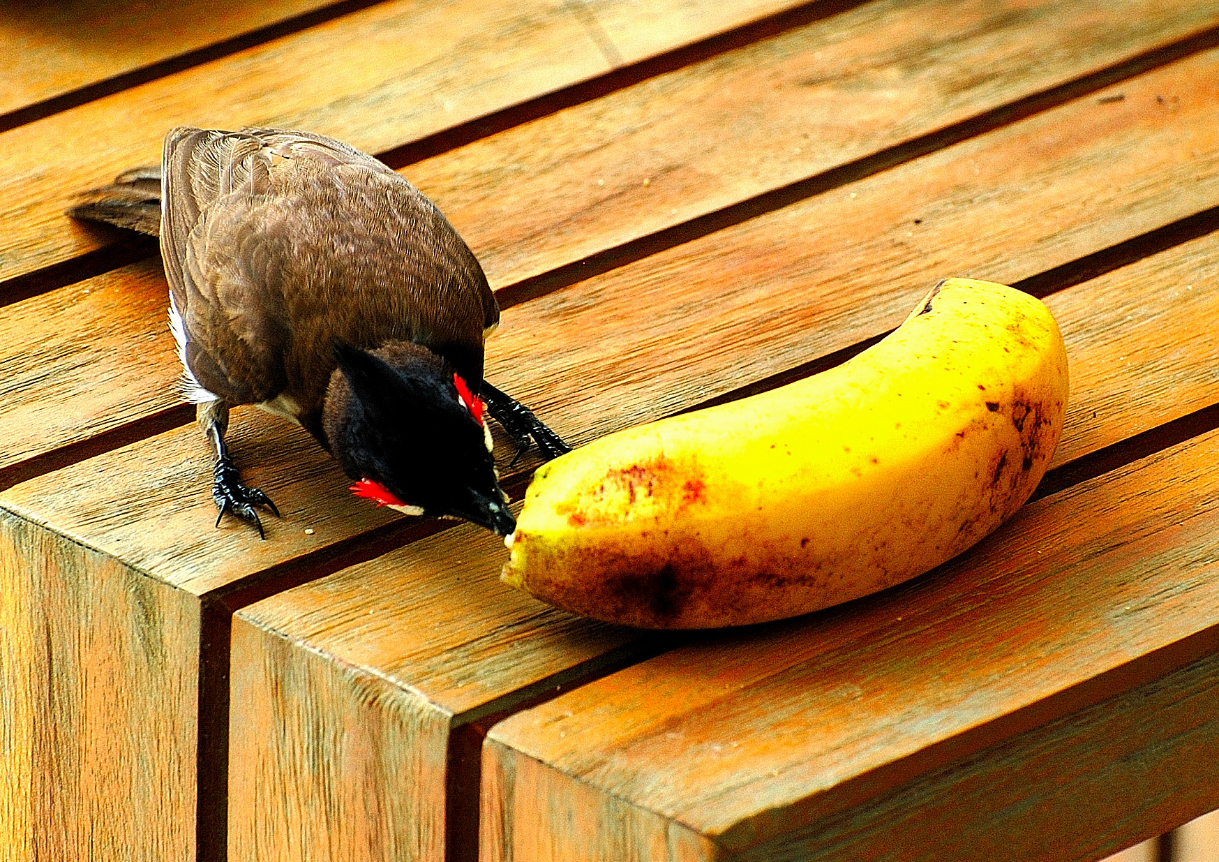 I lose my head for bananas !!!