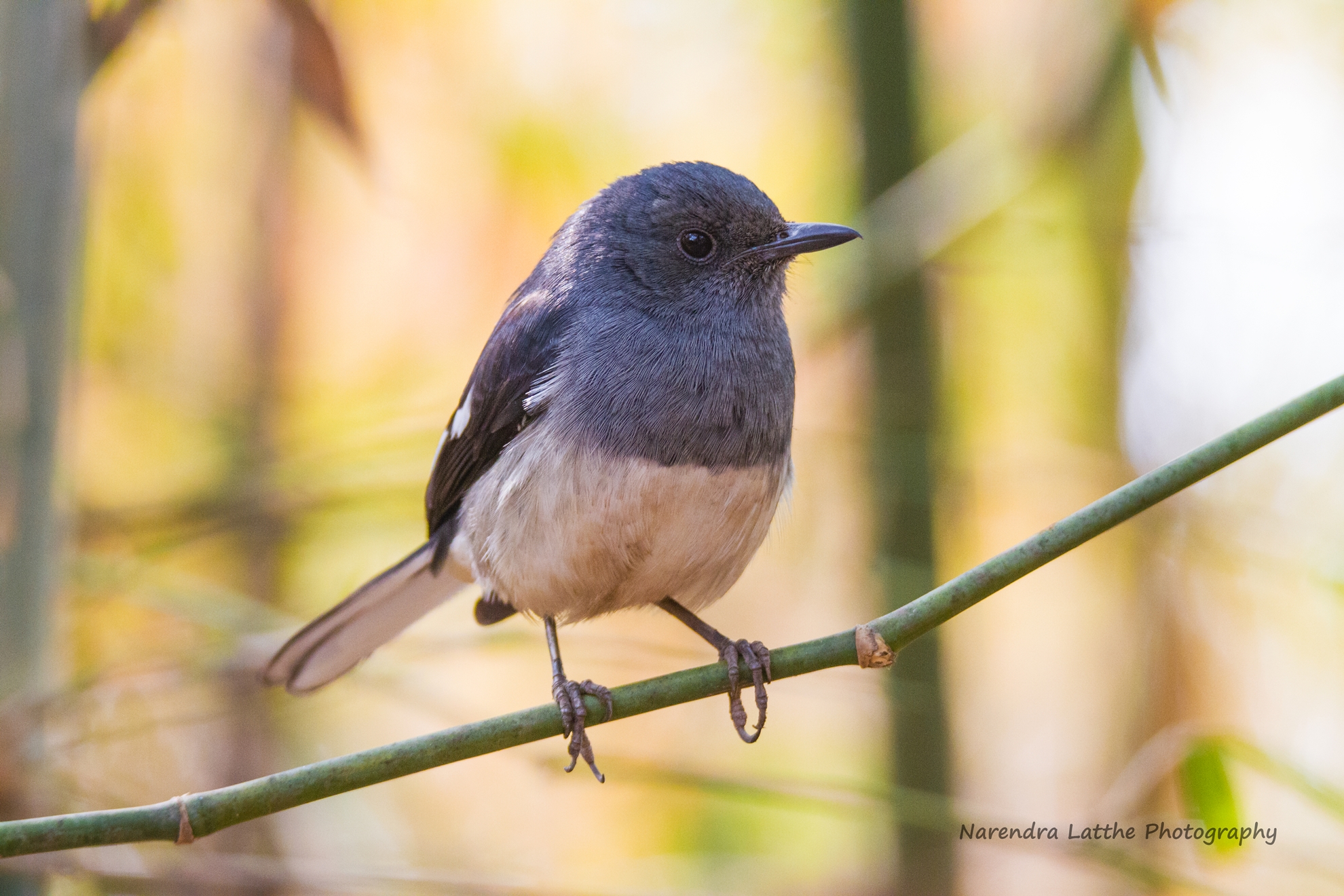 Indian Magpie Robin (Female)