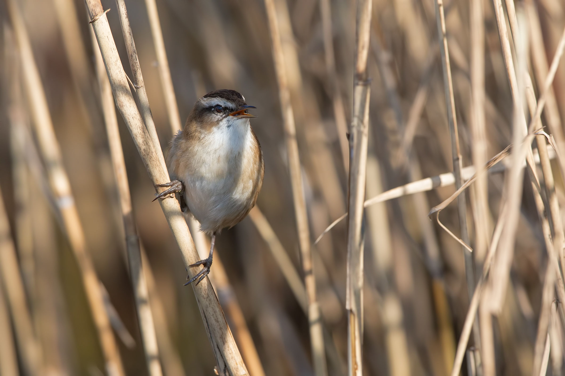 Forapaglie castagnolo