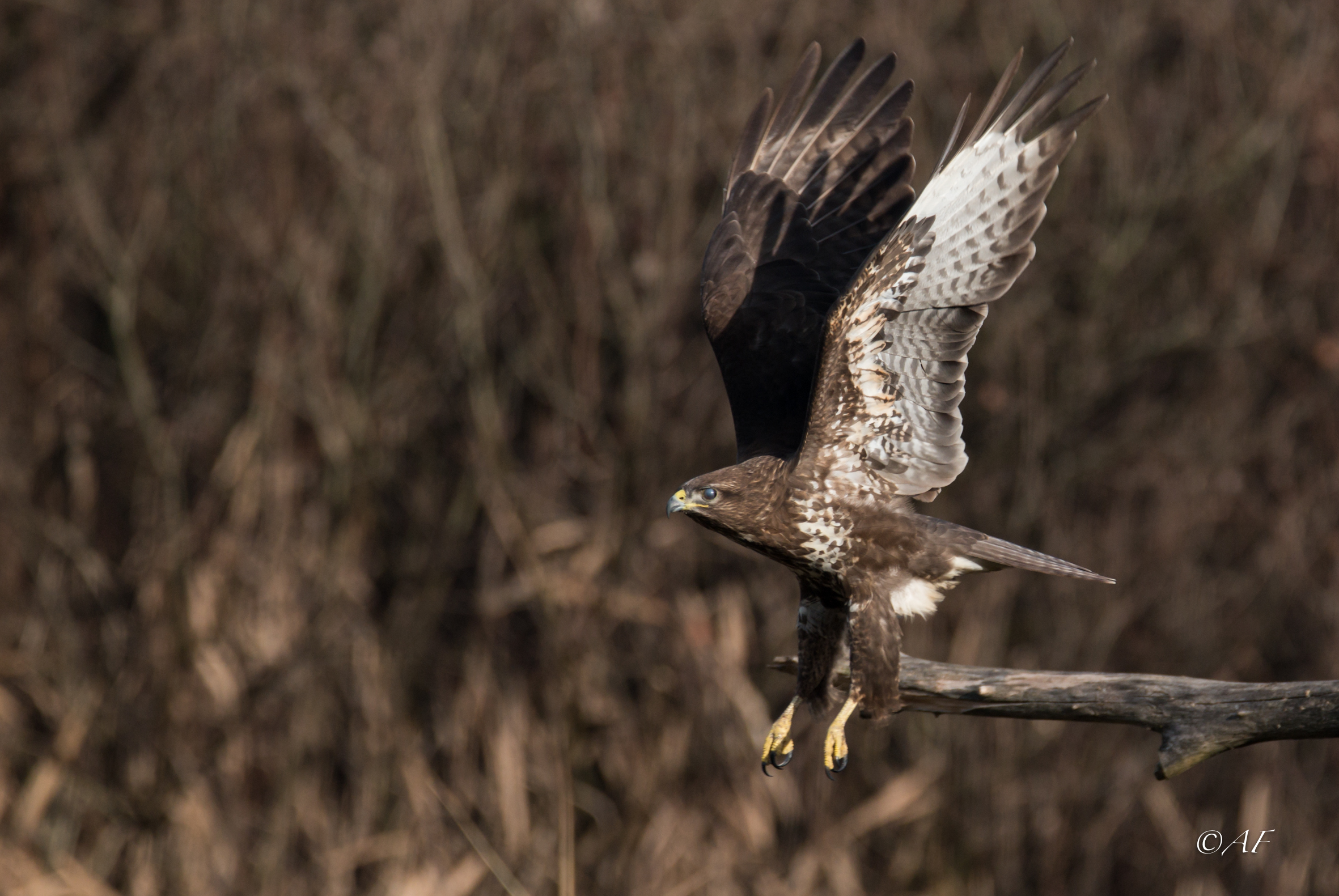 buzzard in flight
