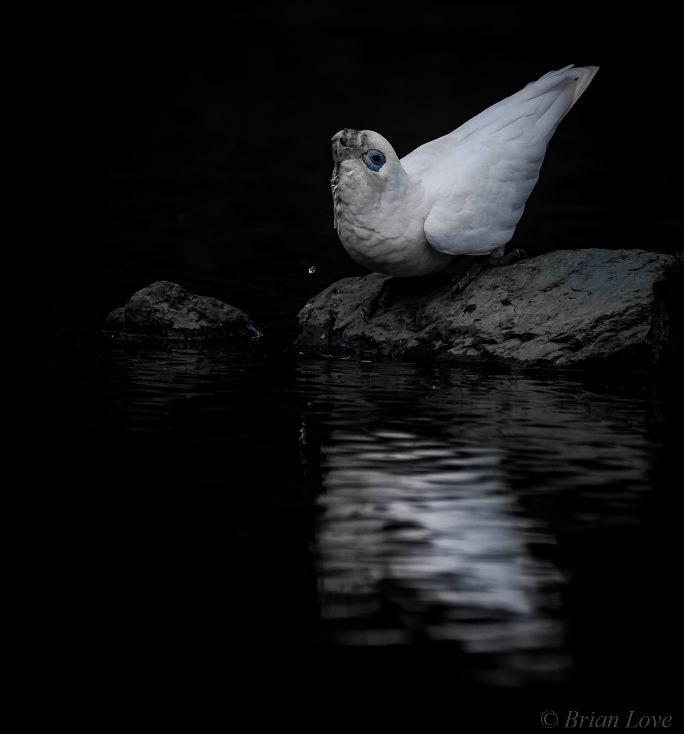 Black & White or White & Black.....Your Choice!