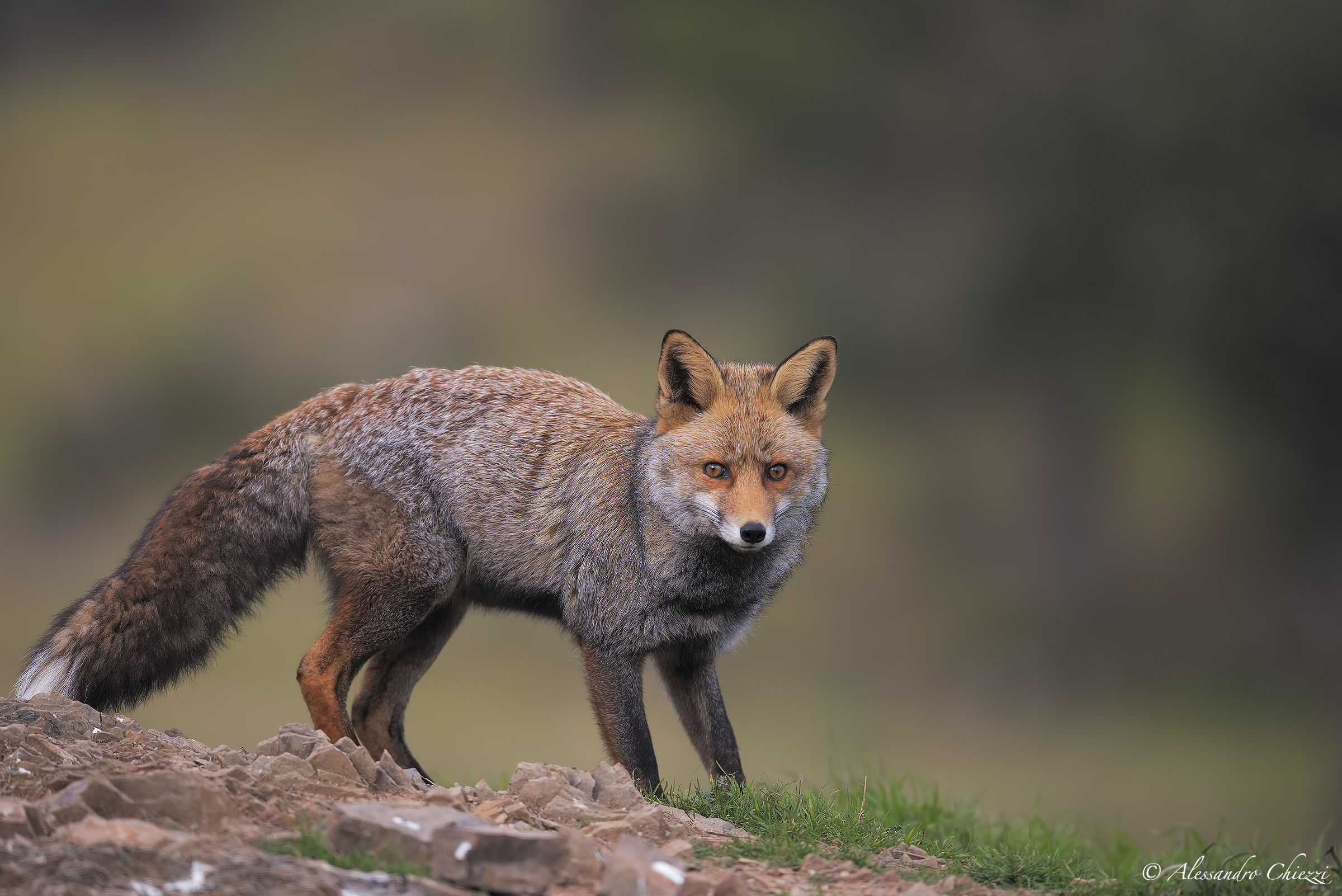 La più bella del bosco