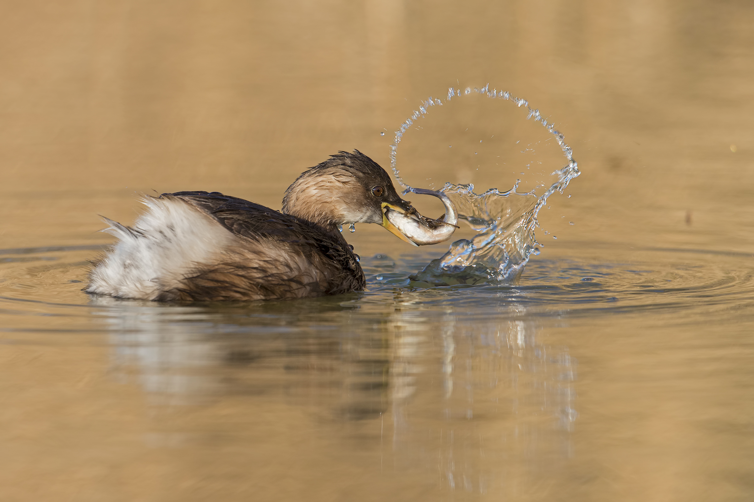 Tuffetto...Pescatore