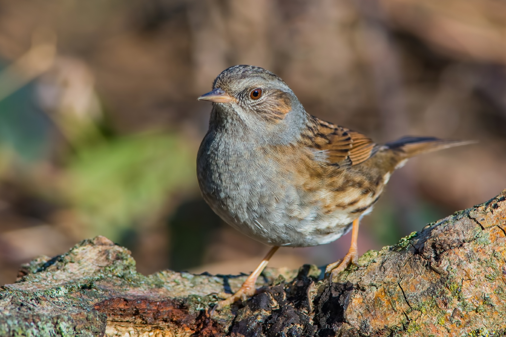 Dunnock