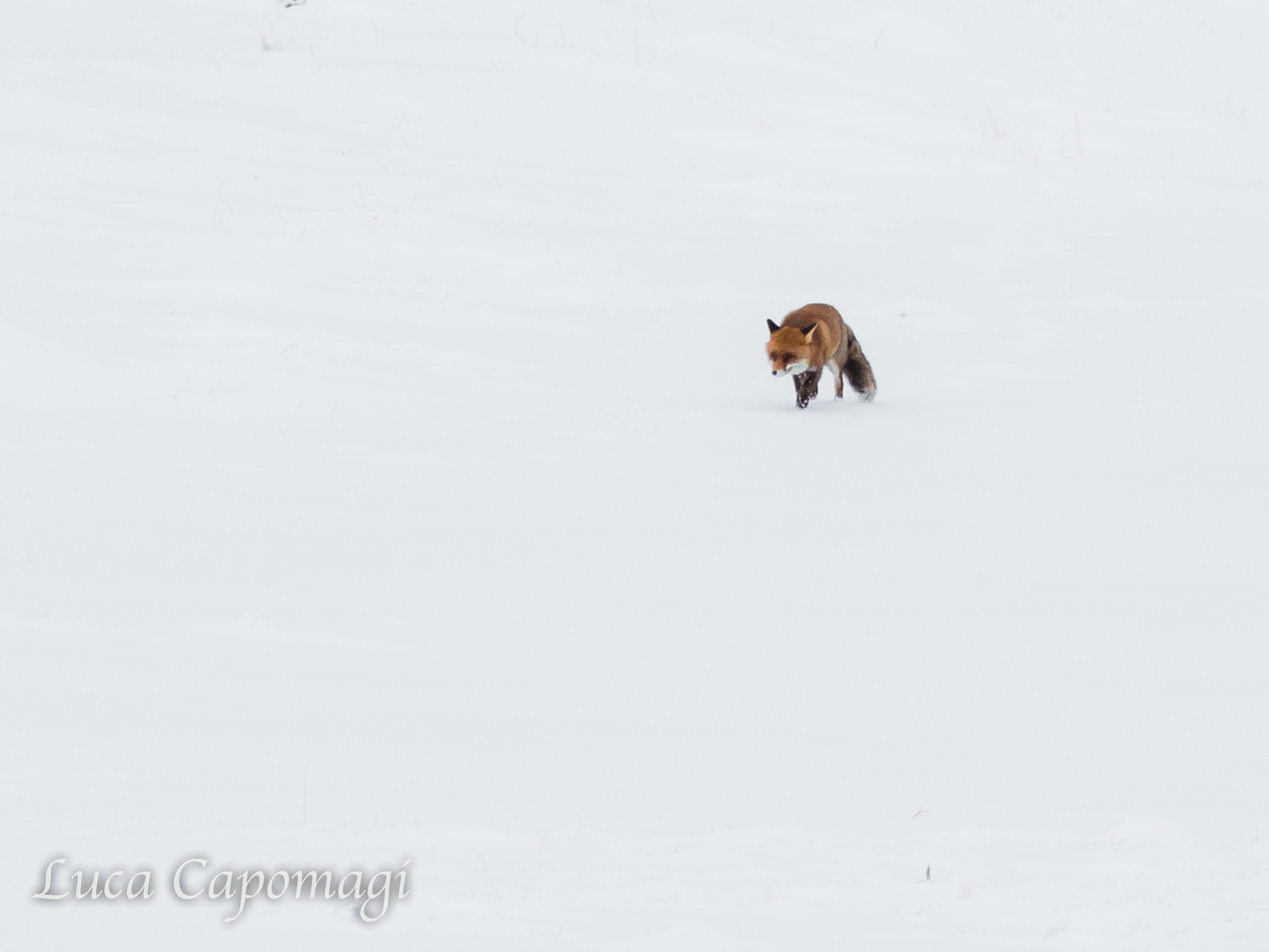 Nel bianco sconfinato