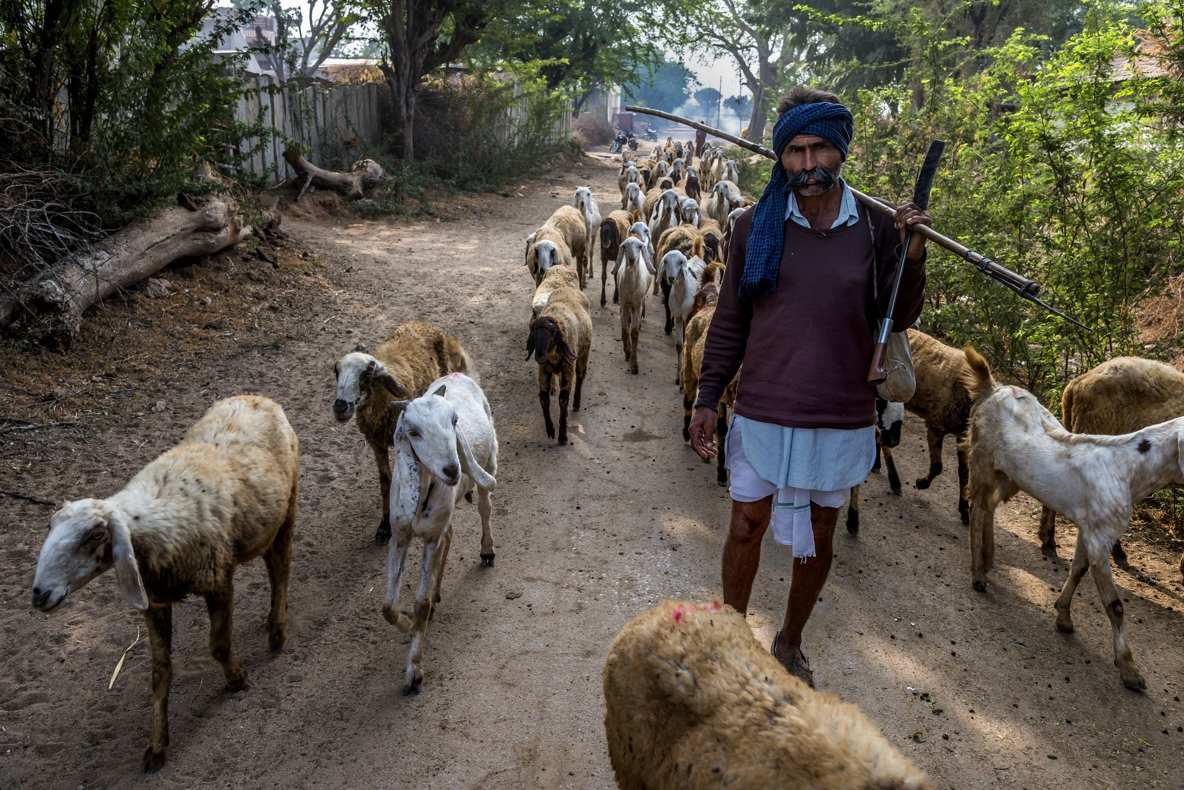 Rajasthan 2017 - Pastore