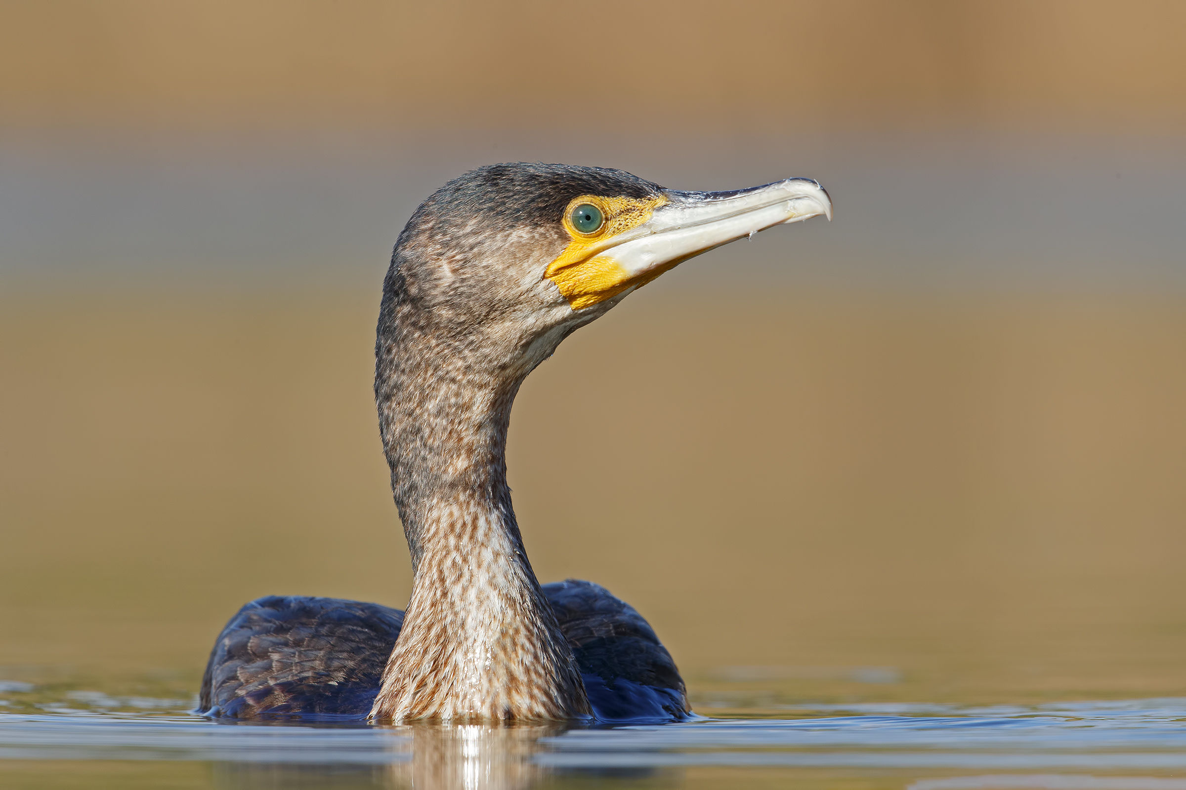 Cormorano