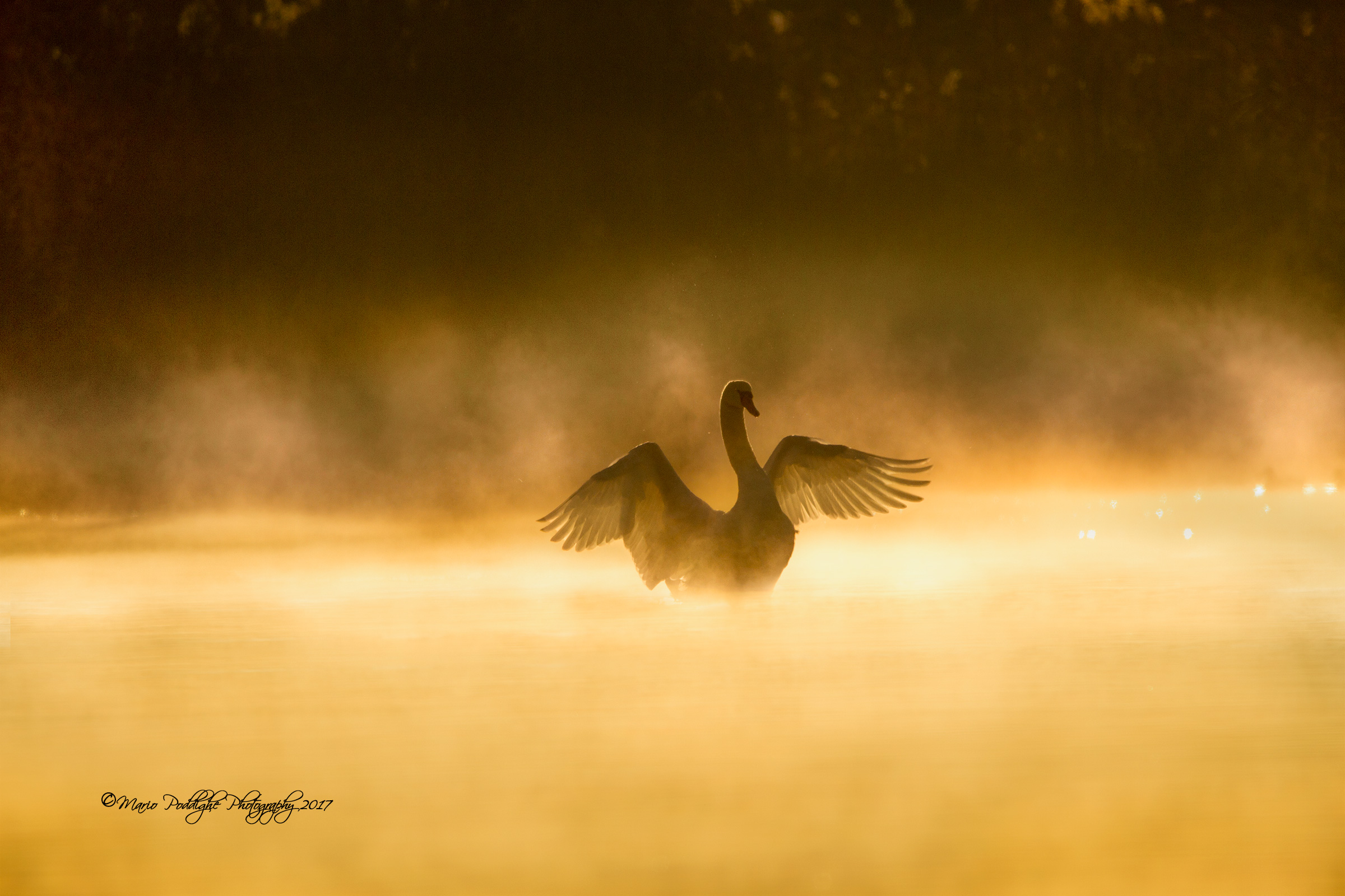Elegance in the mist