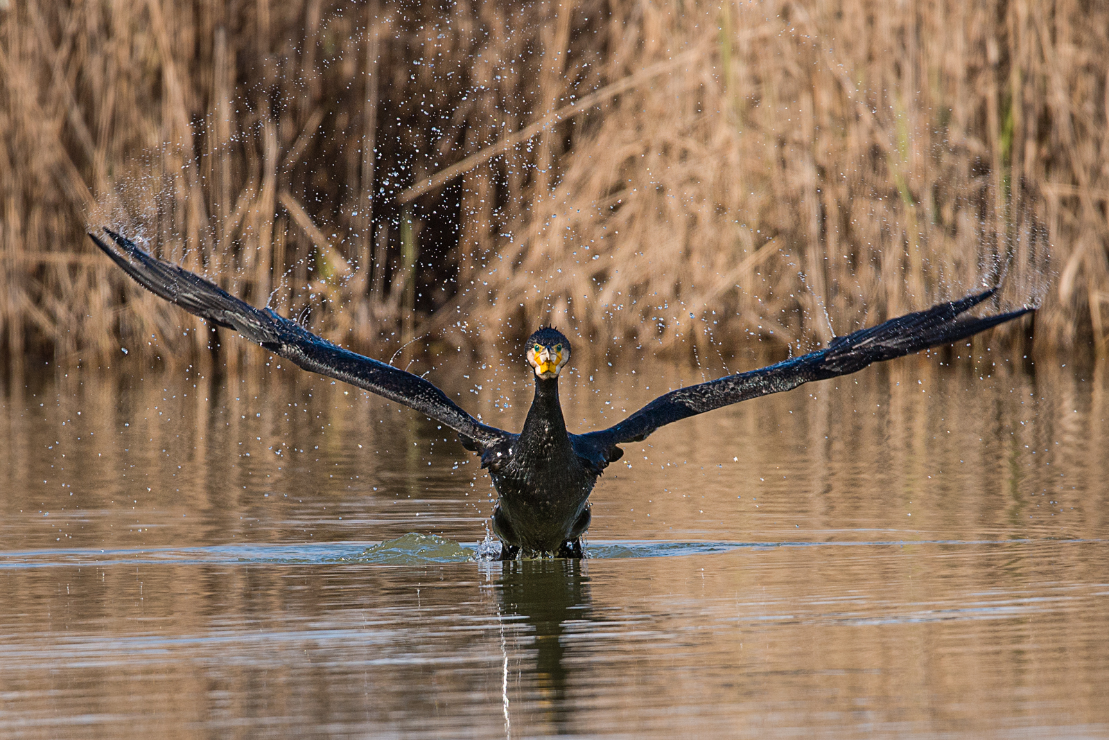 Fasten your seatbelts...