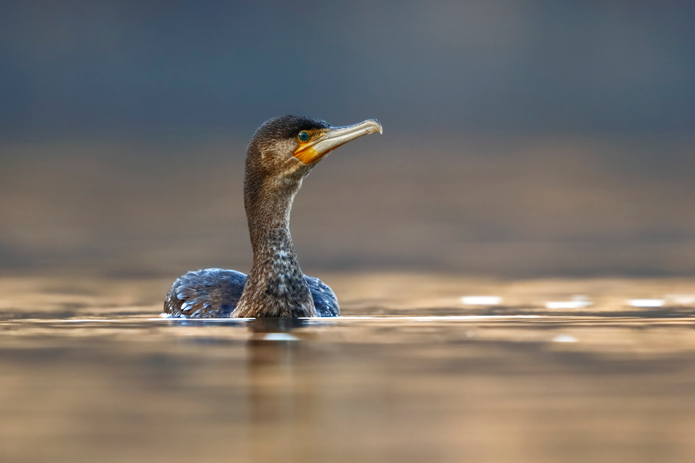 Cormorant