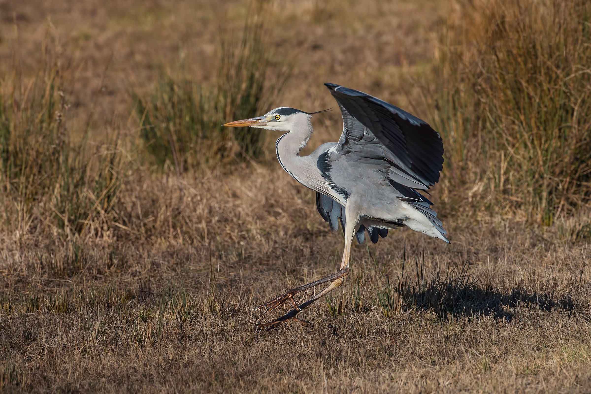 airone in atterraggio
