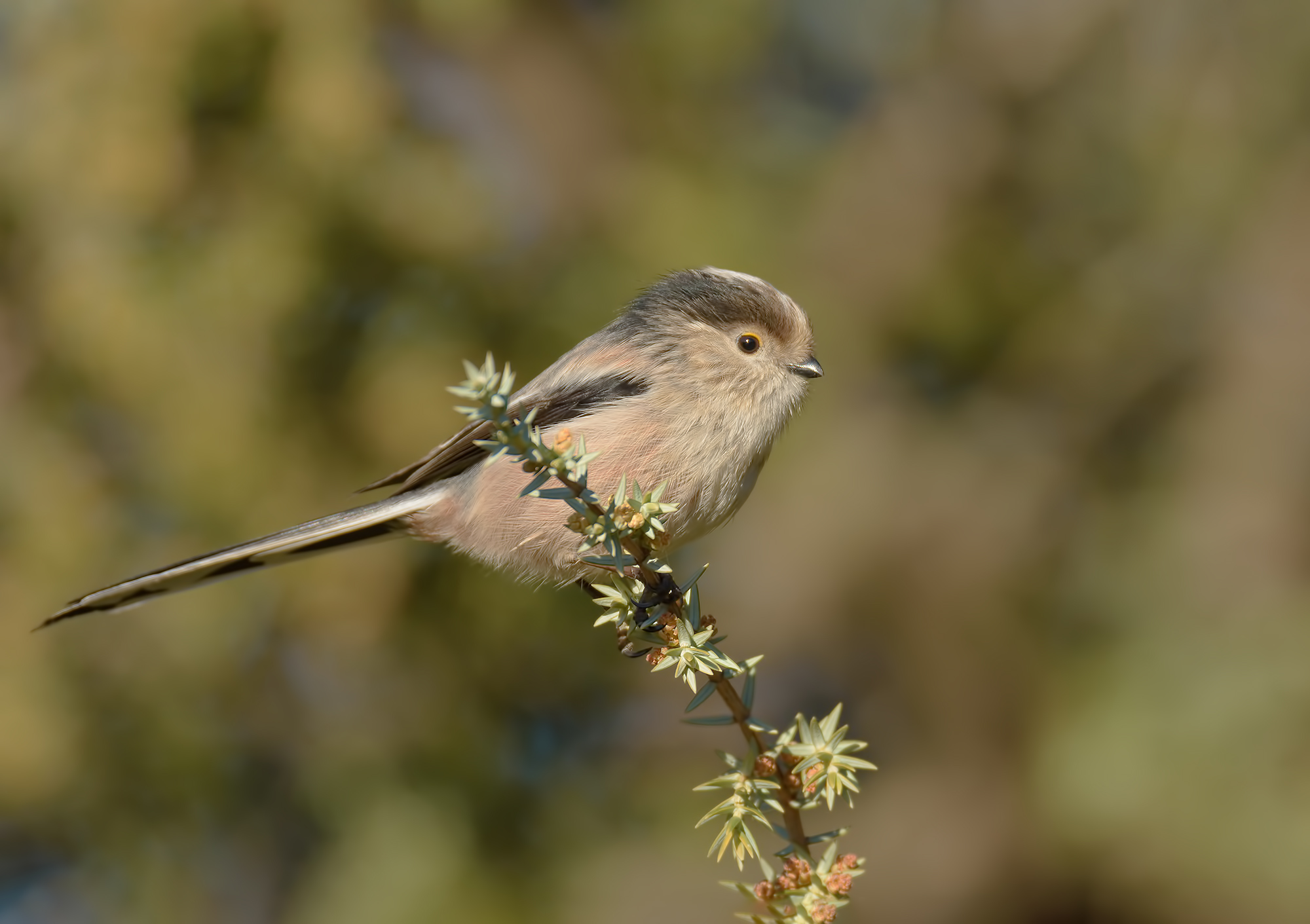 Tit on Sambuco. Apuan Alps.