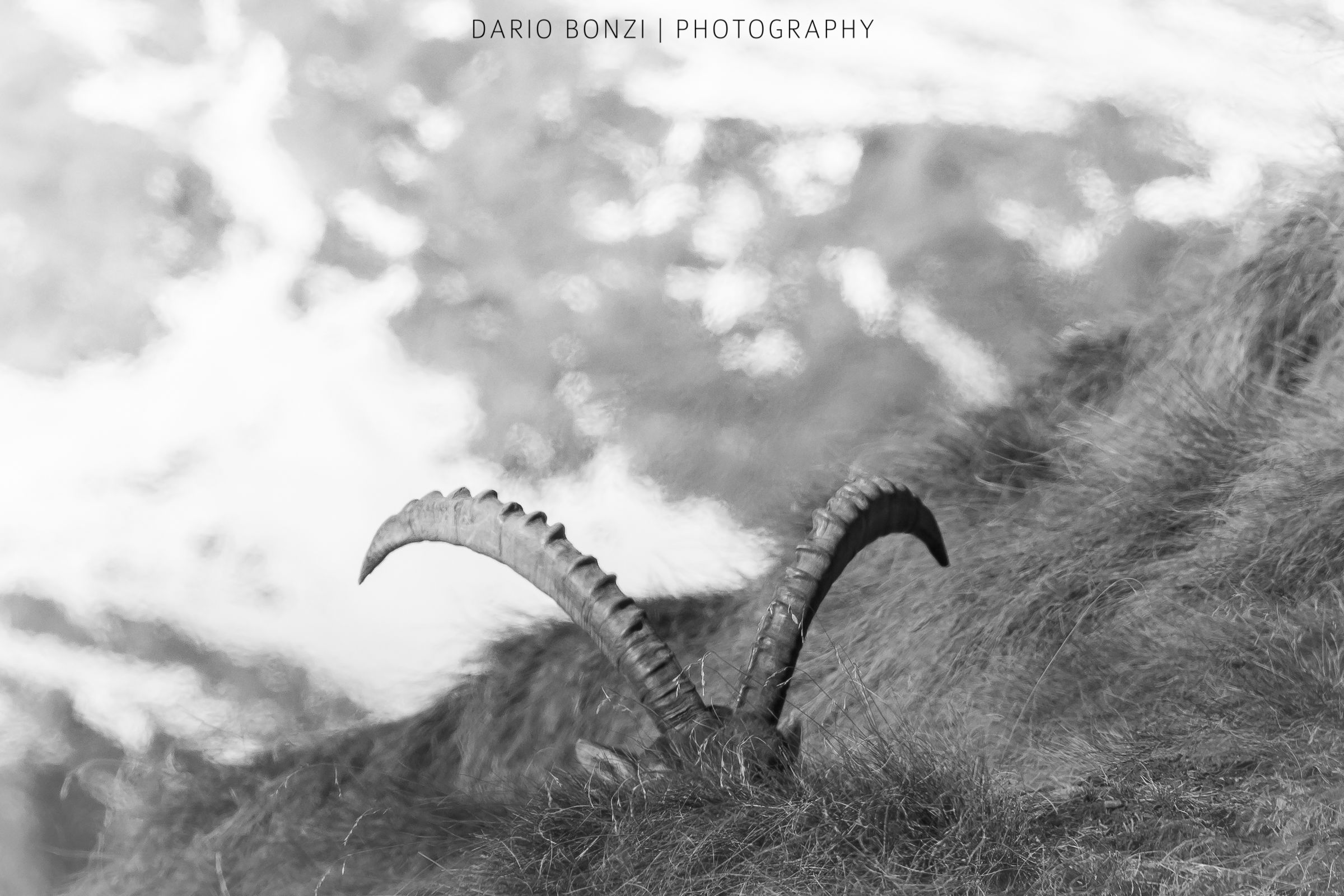 "Tanto non mi vedi" - Stambecco delle Alpi
