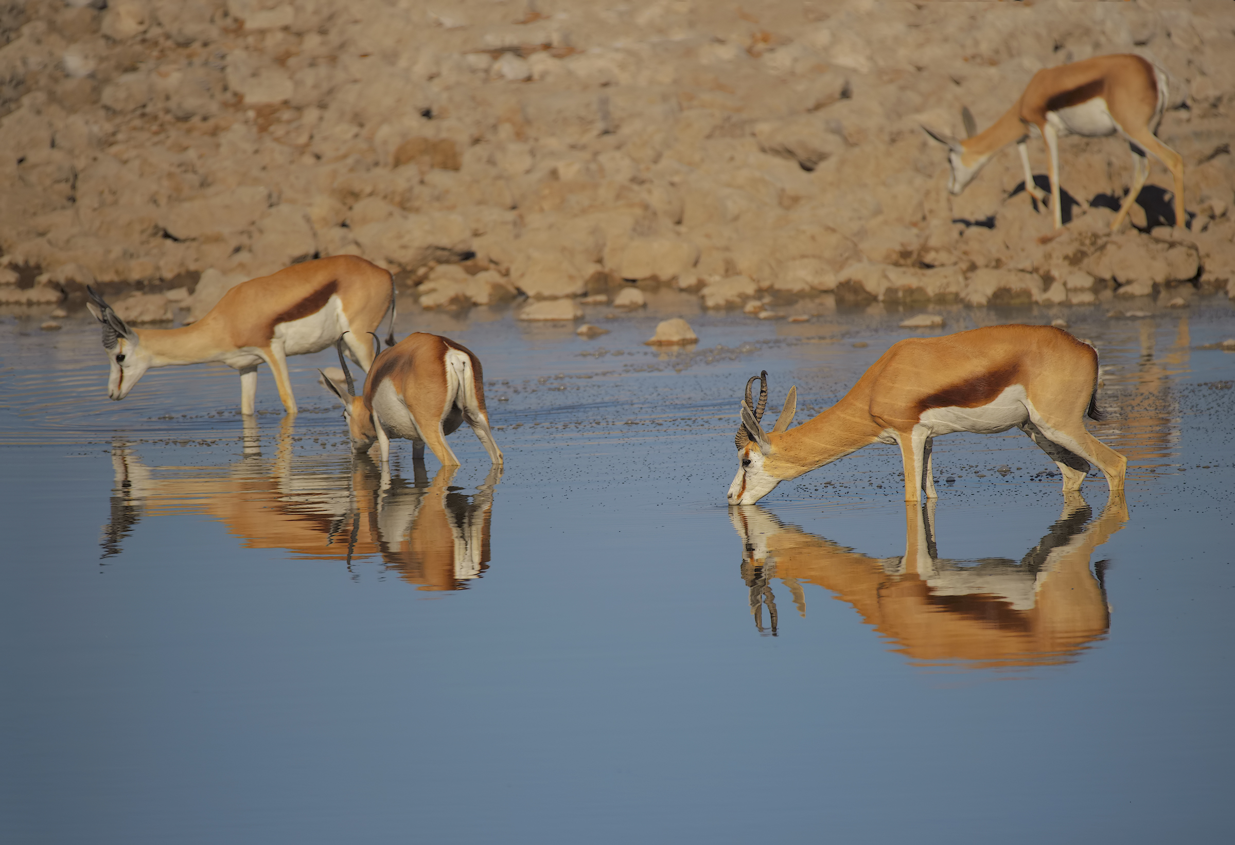 Springbok reflections