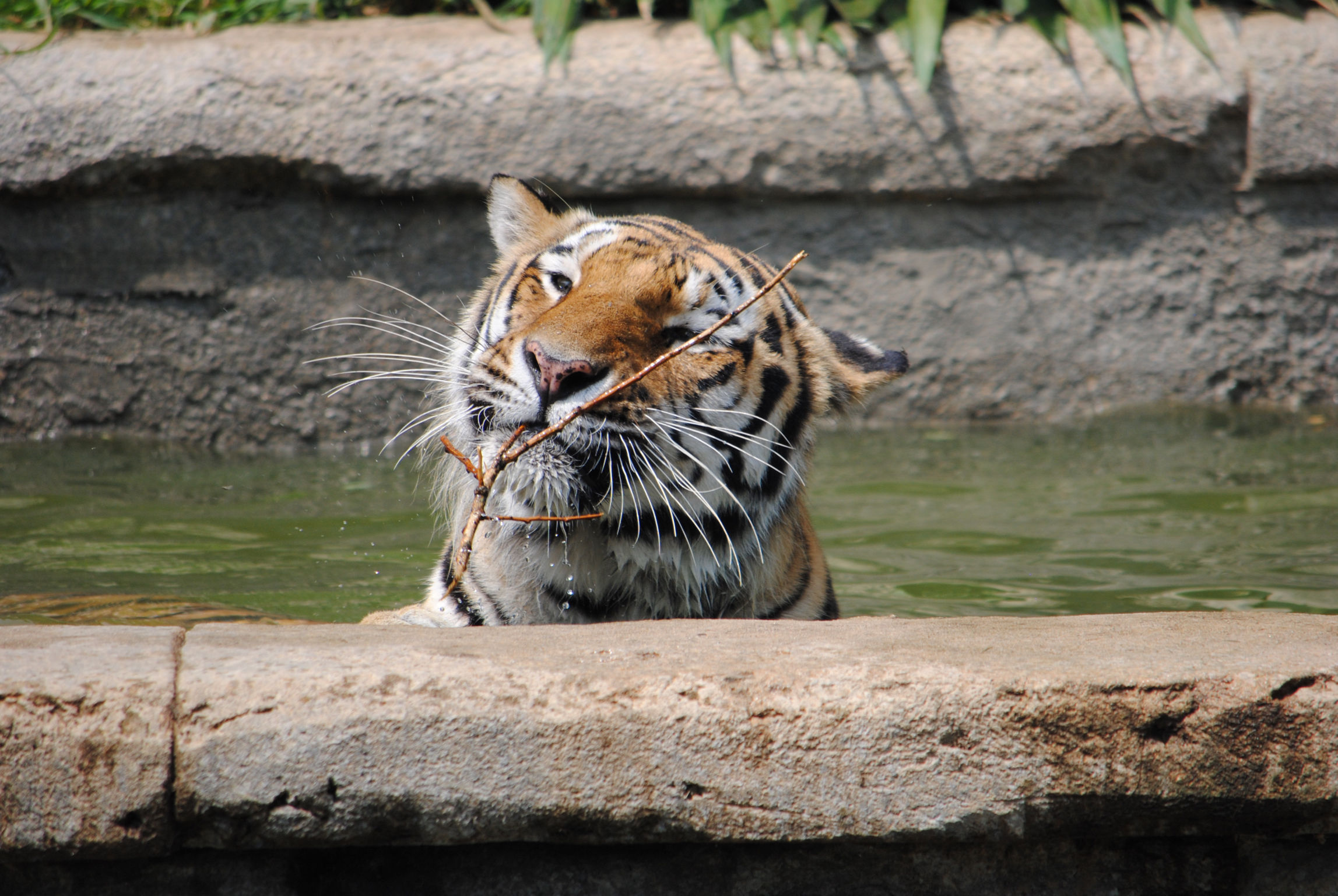 In fondo... sono un grande gattone