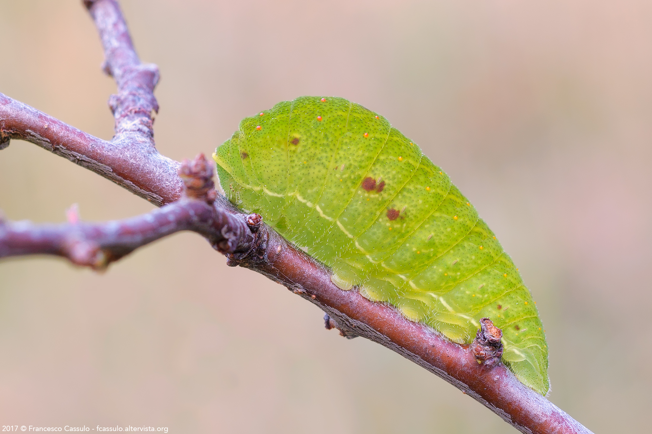 Bruco di Iphiclides podalirius (Linnaeus, 1758)
