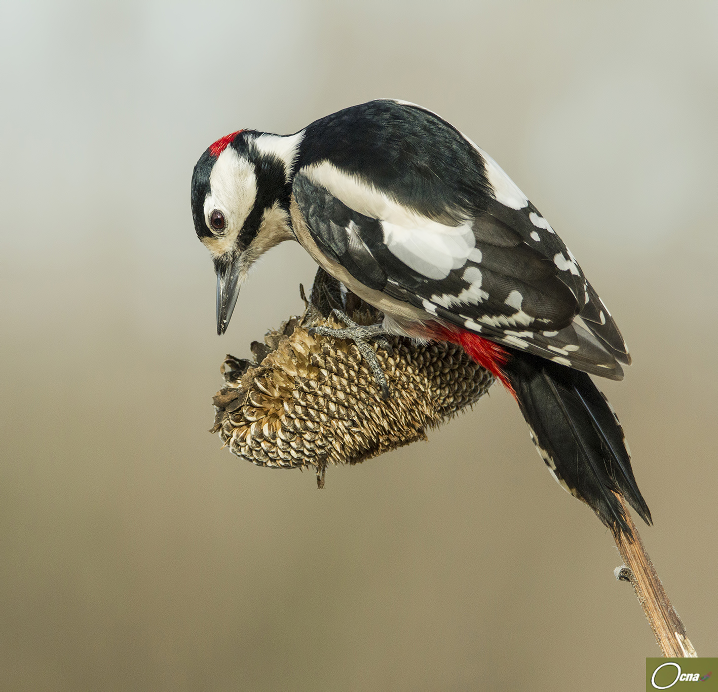 " eppure gli altri vengono tutti qui !!!! "