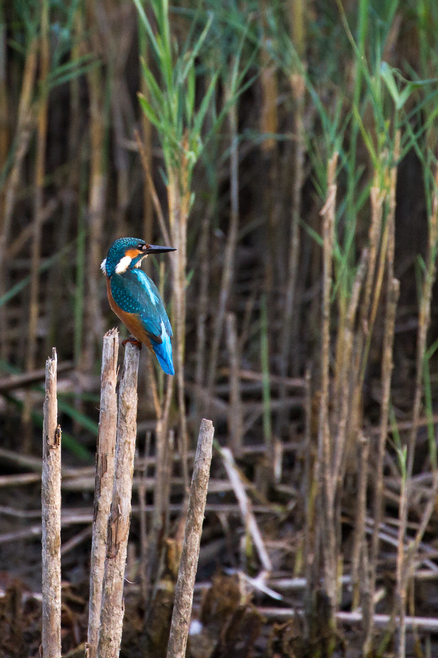 my first photos of martin 5