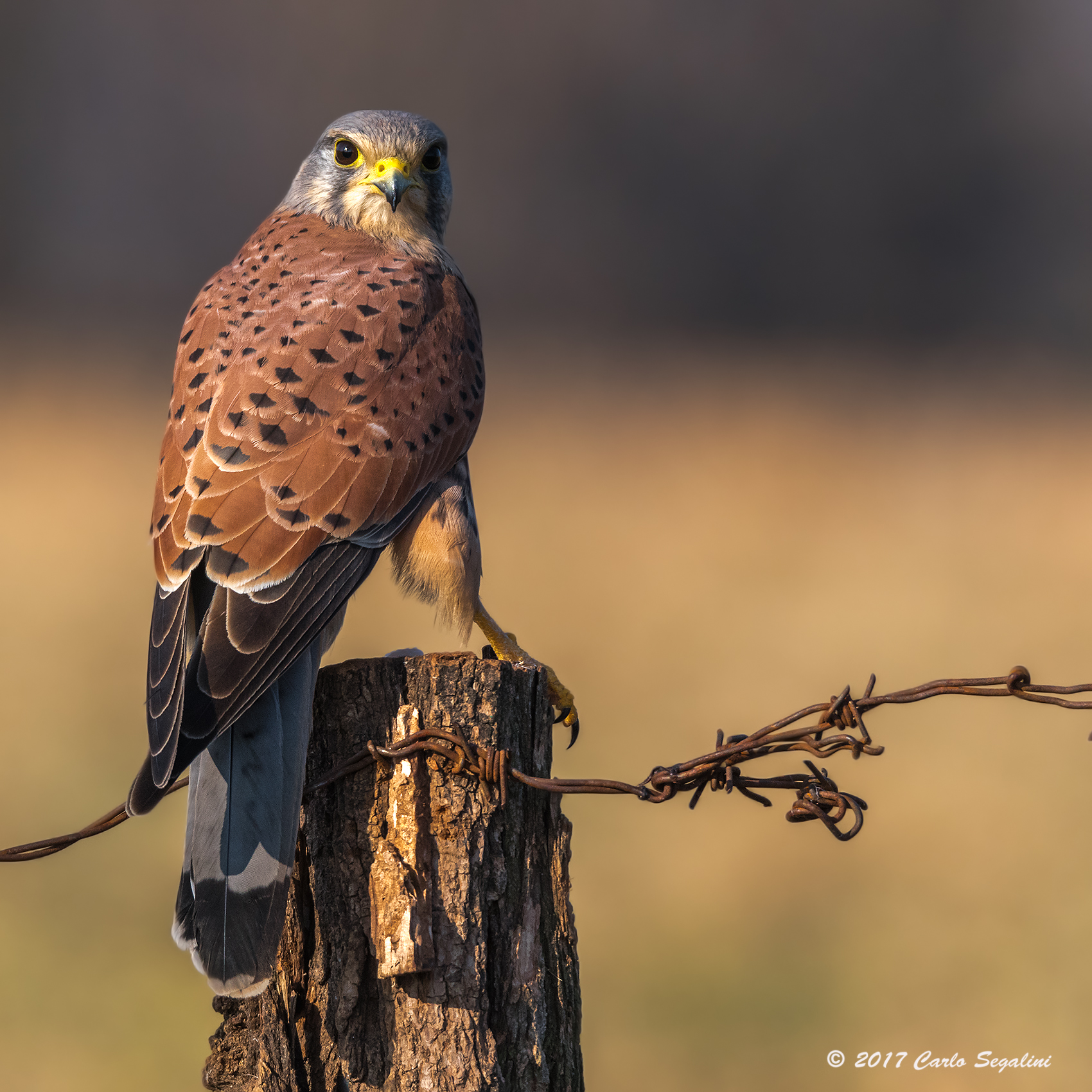 Kestrel, Falco tinnunculus