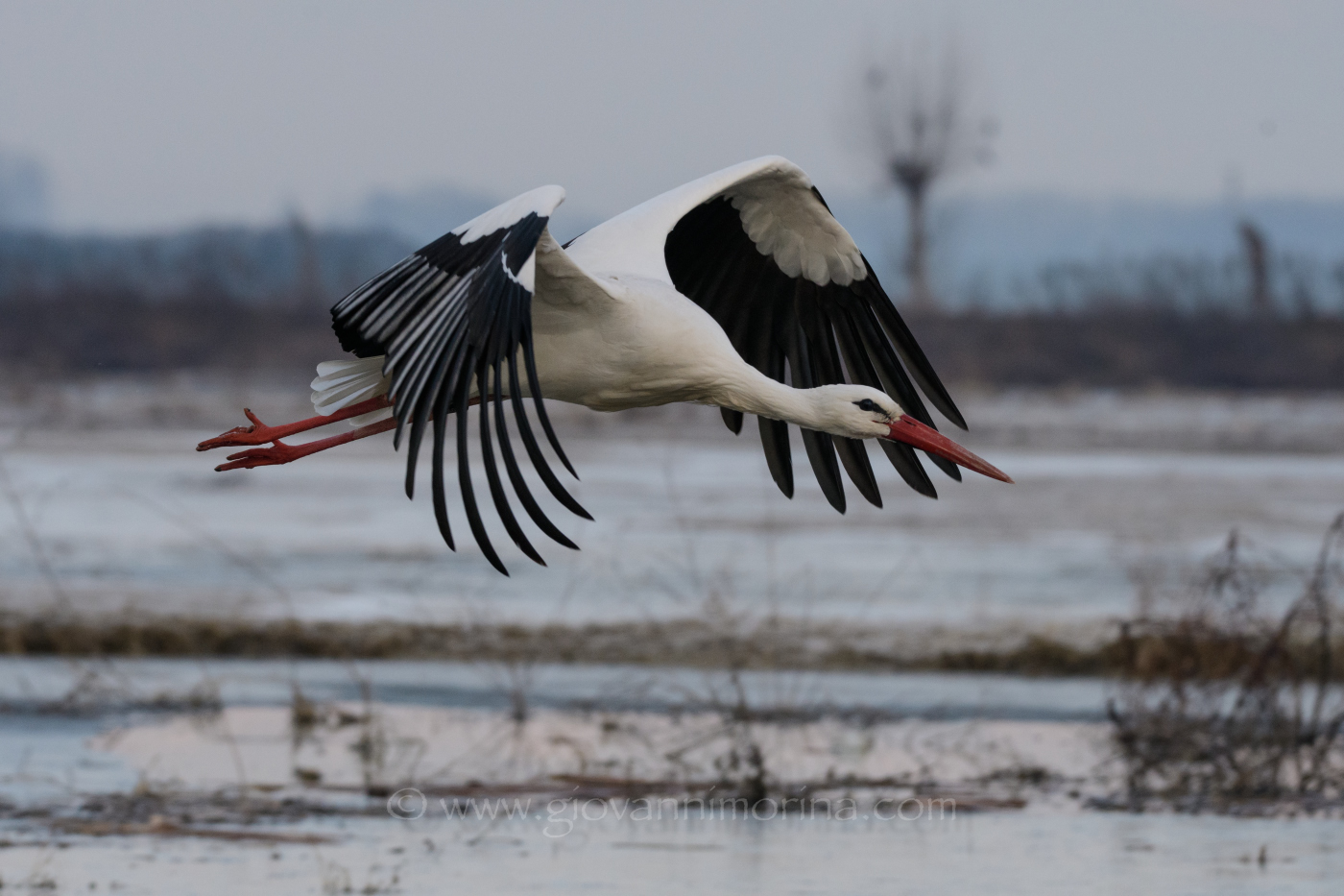 Stork in winter
