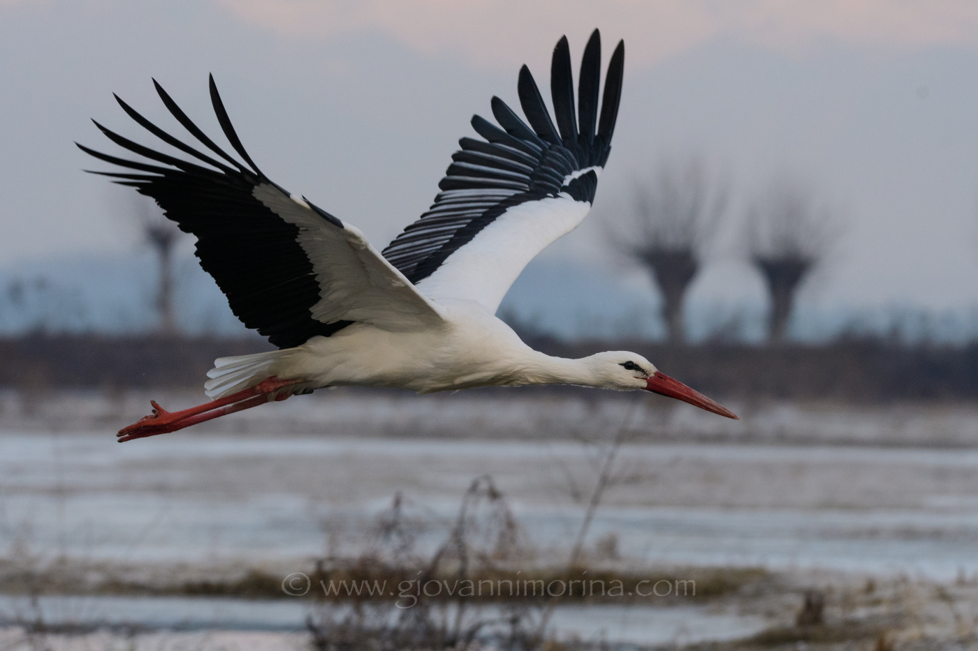 Stork in winter 2