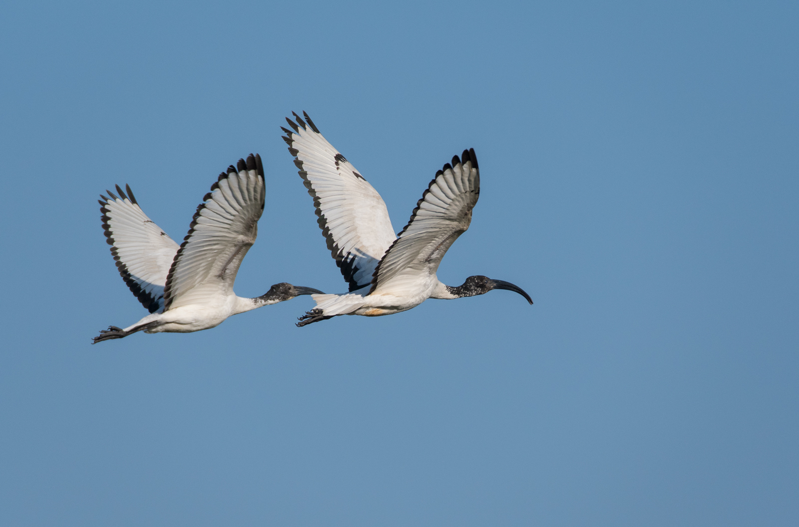 Ibis Sacri in coppia