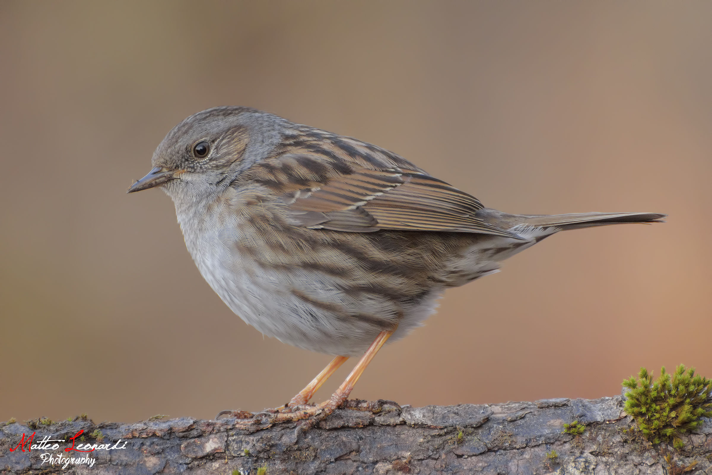 Dunnock - Apuan Alps