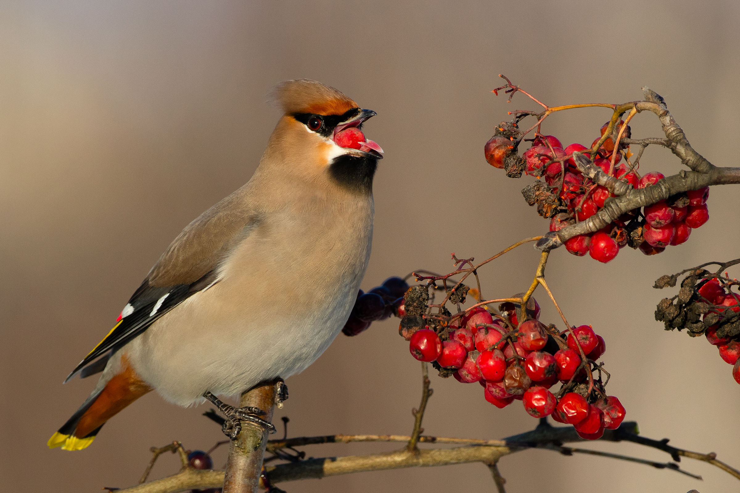Waxwing